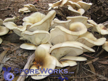 Paddy Straw Mushroom Liquid Culture Syringe – Liquid Fungi