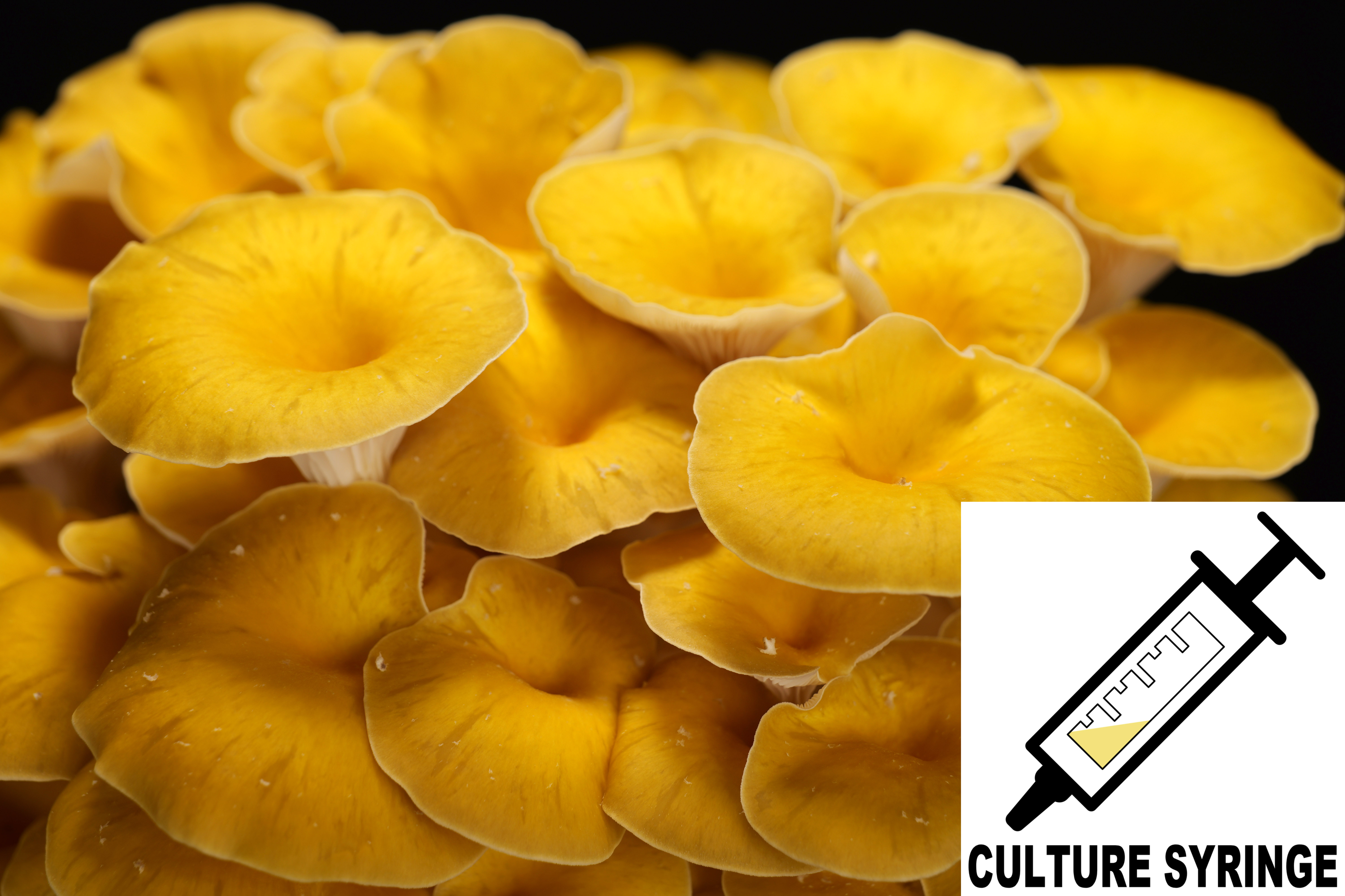 Pleurotus citrinopileatus : Golden Oyster Mushroom Culture Syringe Pleurotus citrinopileatus : Golden Oyster Mushroom Culture Syringe
