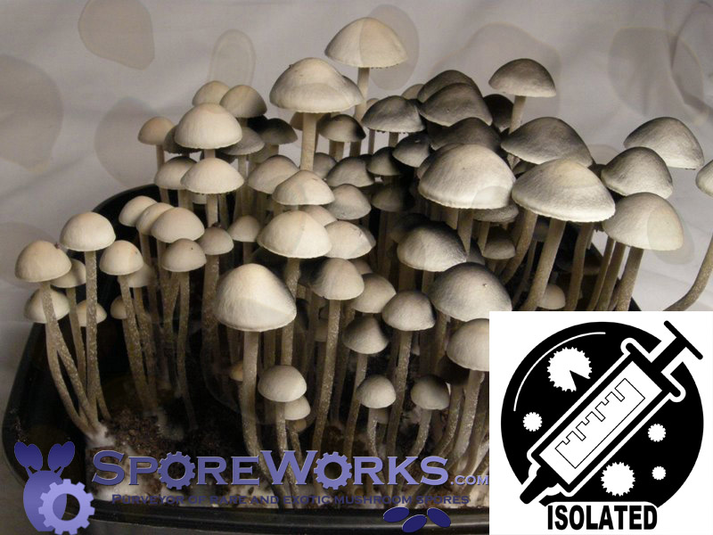 Panaeolus (Copelandia) cambodginiensis : Thailand, Suphanburi Goliath(TM) Spore Isolate Syringe
