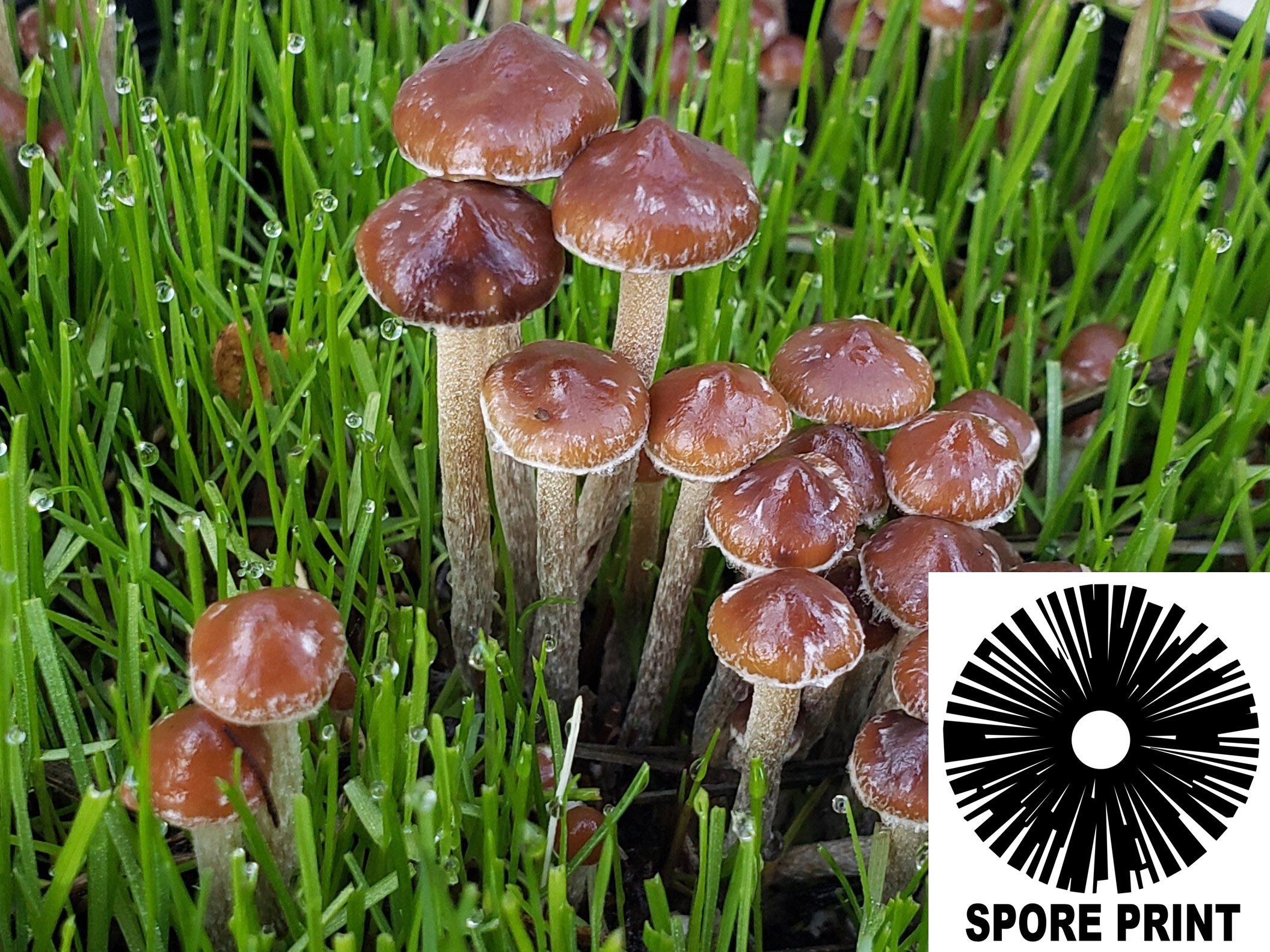 Psilocybe hispanica : Spanish Psilocybe Spore Print Psilocybe hispanica : Spanish Psilocybe Spore Print