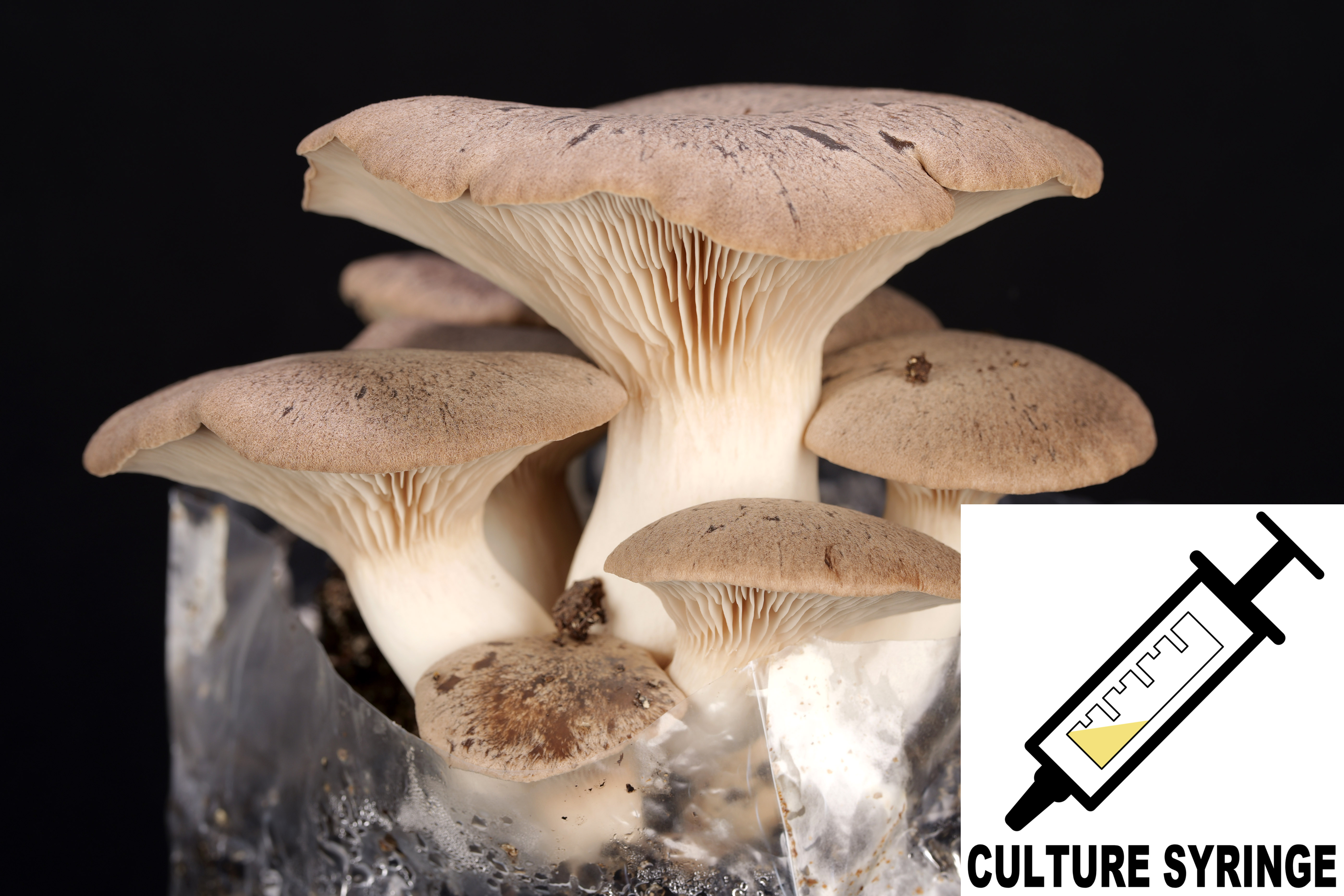 Pleurotus eryngii : King Oyster Mushroom Culture Syringe Pleurotus eryngii : King Oyster Mushroom Culture Syringe