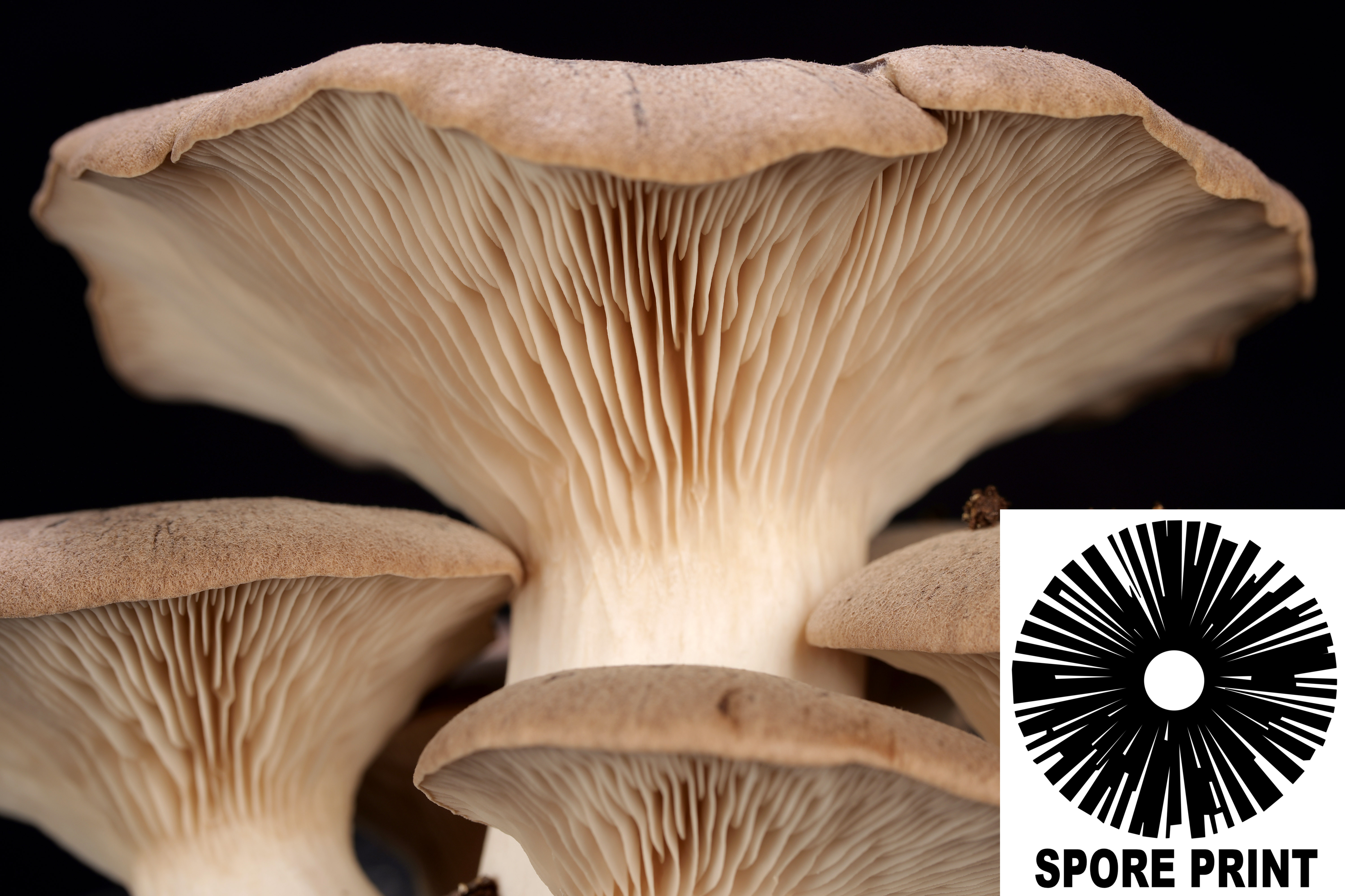 Pleurotus eryngii : King Oyster Mushroom Spore Print