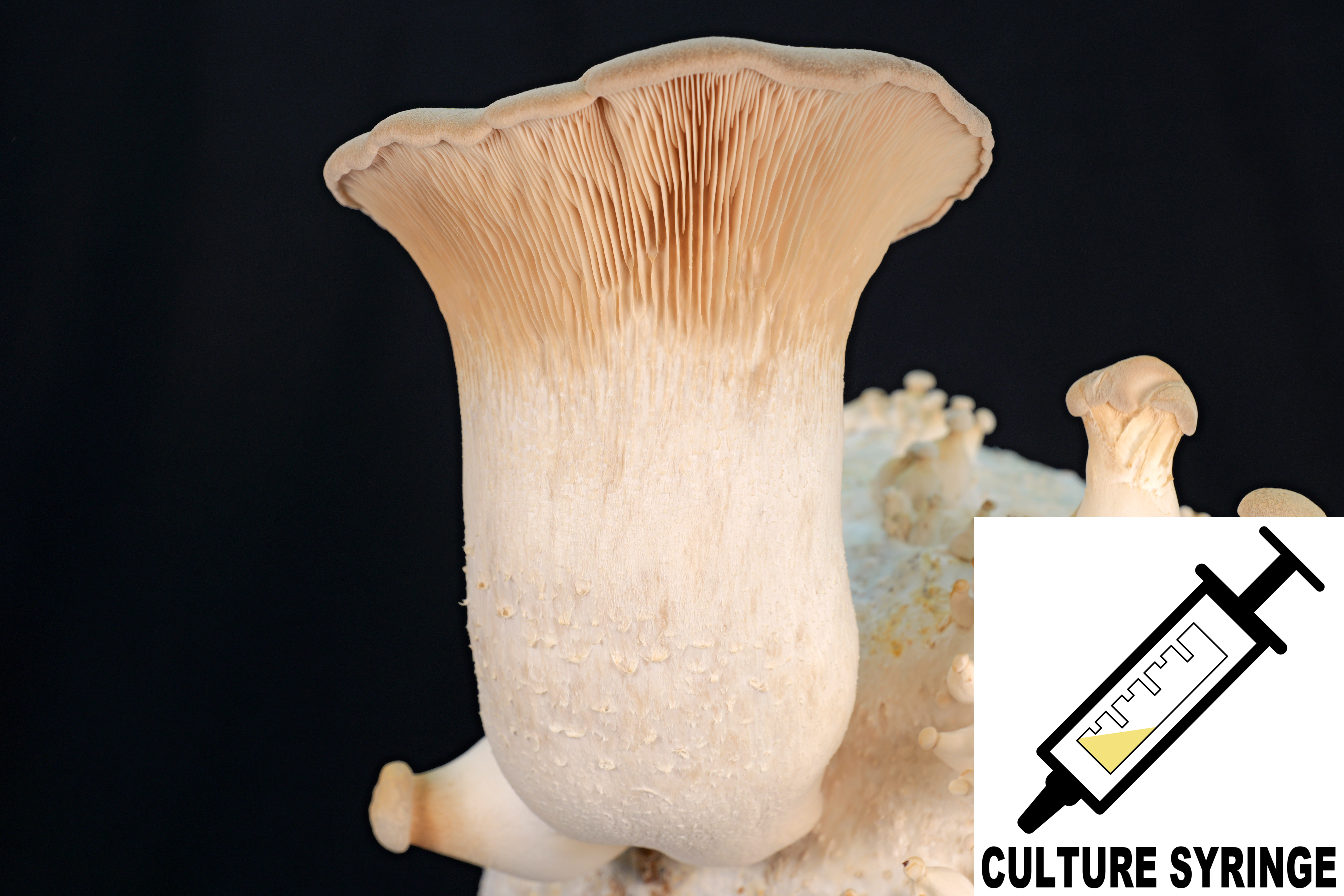Pleurotus eryngii : King Oyster Mushroom Culture Syringe Pleurotus eryngii : King Oyster Mushroom Culture Syringe