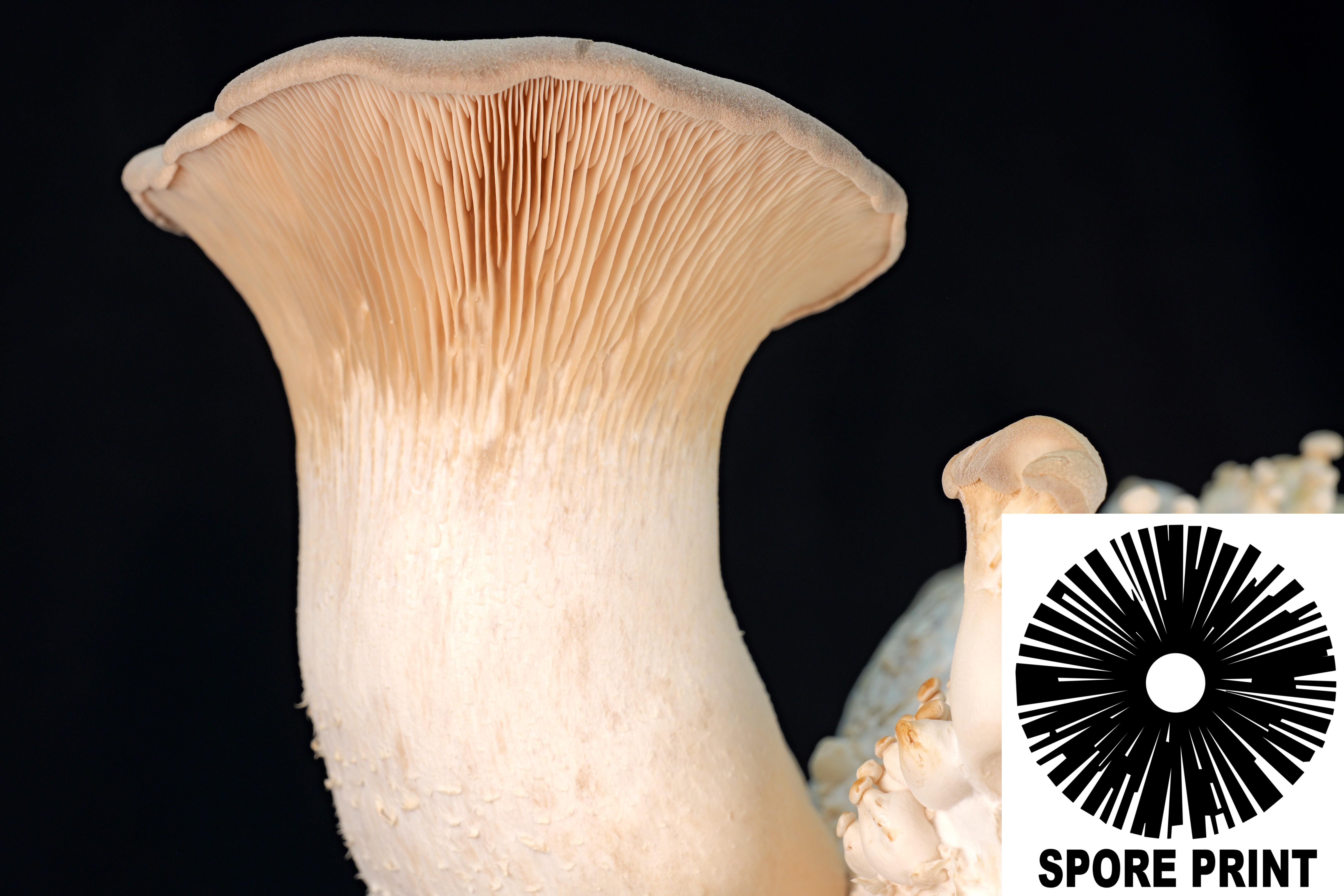 Pleurotus eryngii : King Oyster Mushroom Spore Print Pleurotus eryngii : King Oyster Mushroom Spore Print