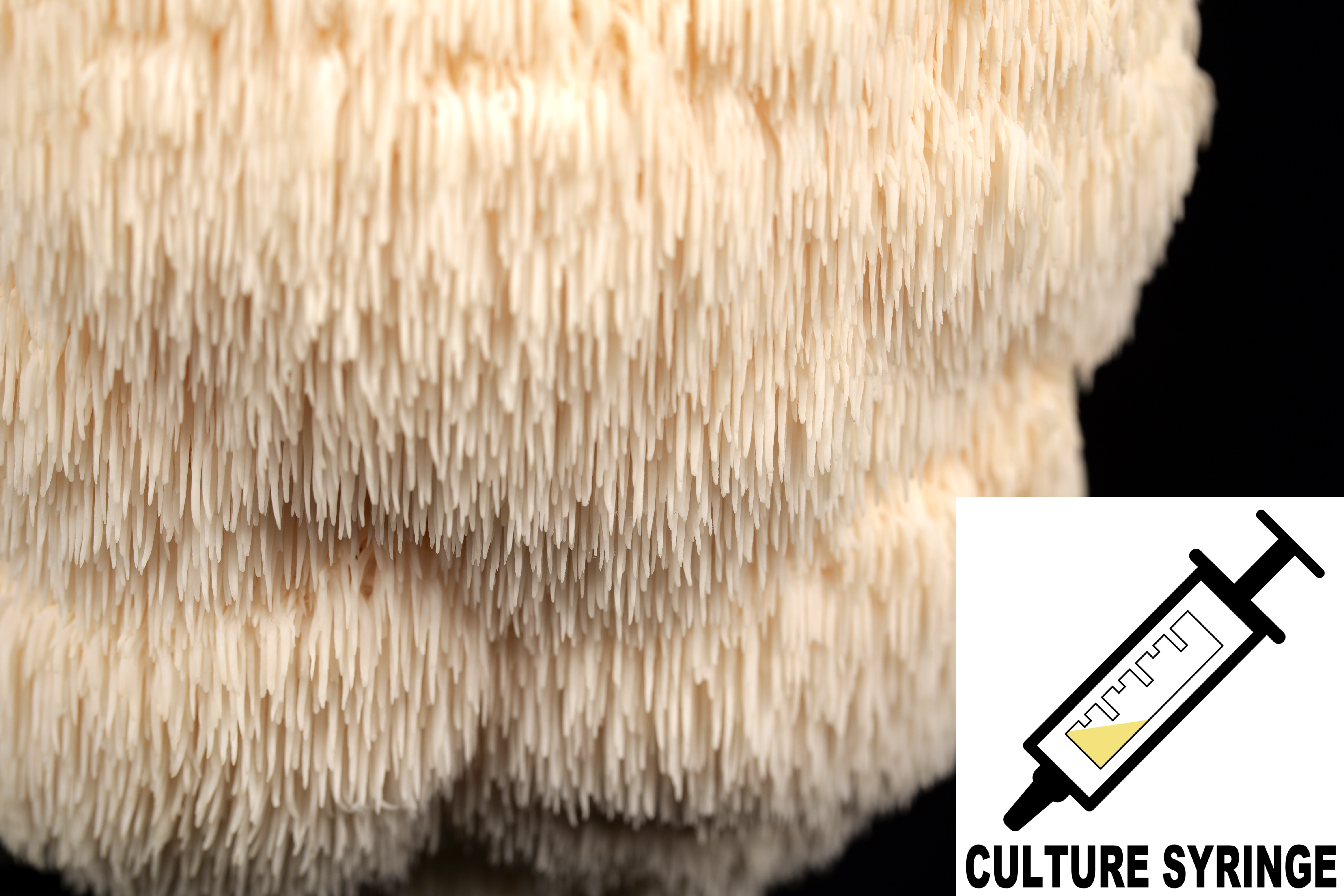 Hericium erinaceus : Lion's Mane Mushroom Liquid Culture Syringe Hericium erinaceus : Lion's Mane Mushroom Liquid Culture Syringe