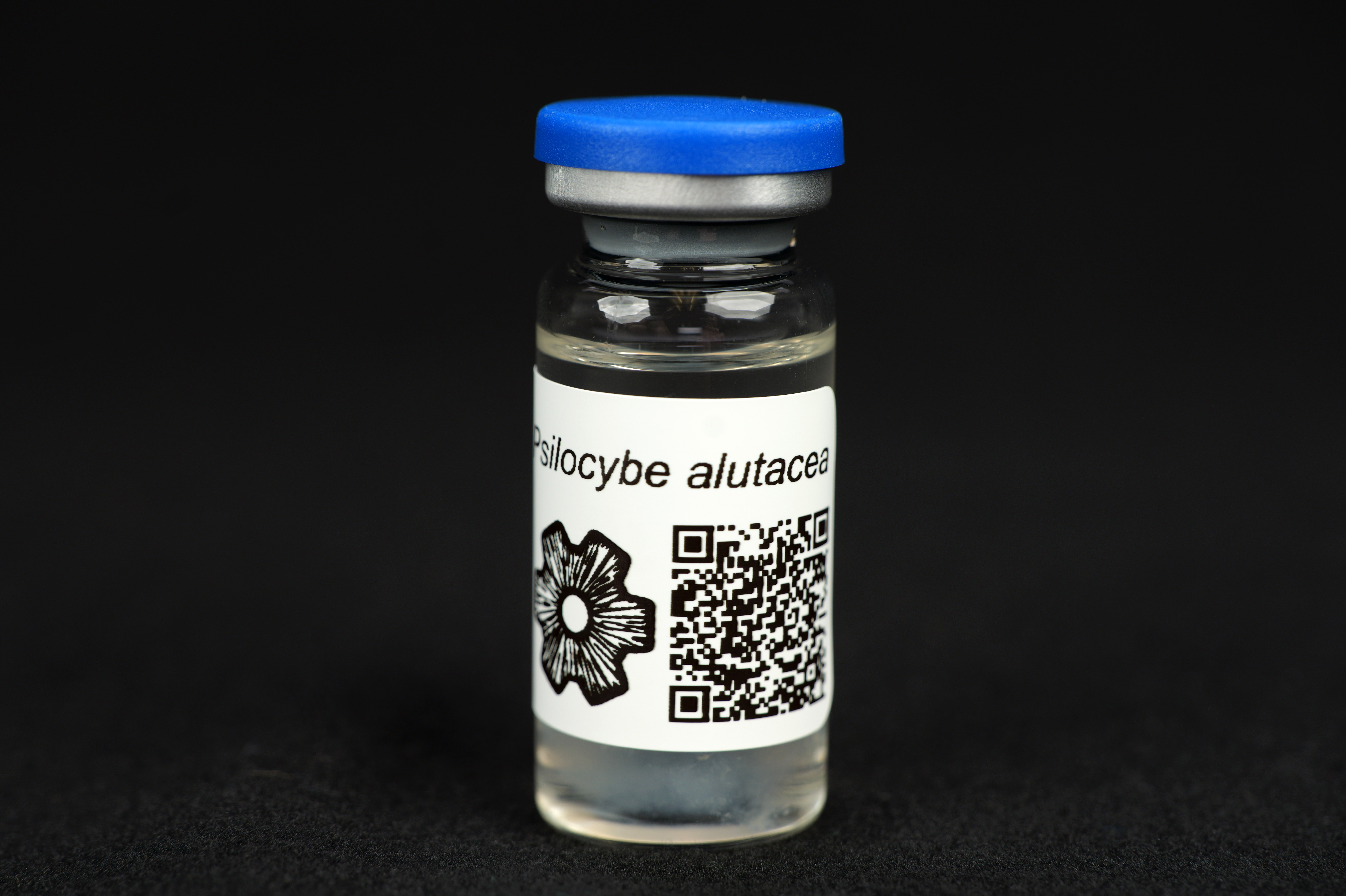 Psilocybe alutacea : MycoTrue(TM) Isolate Vial