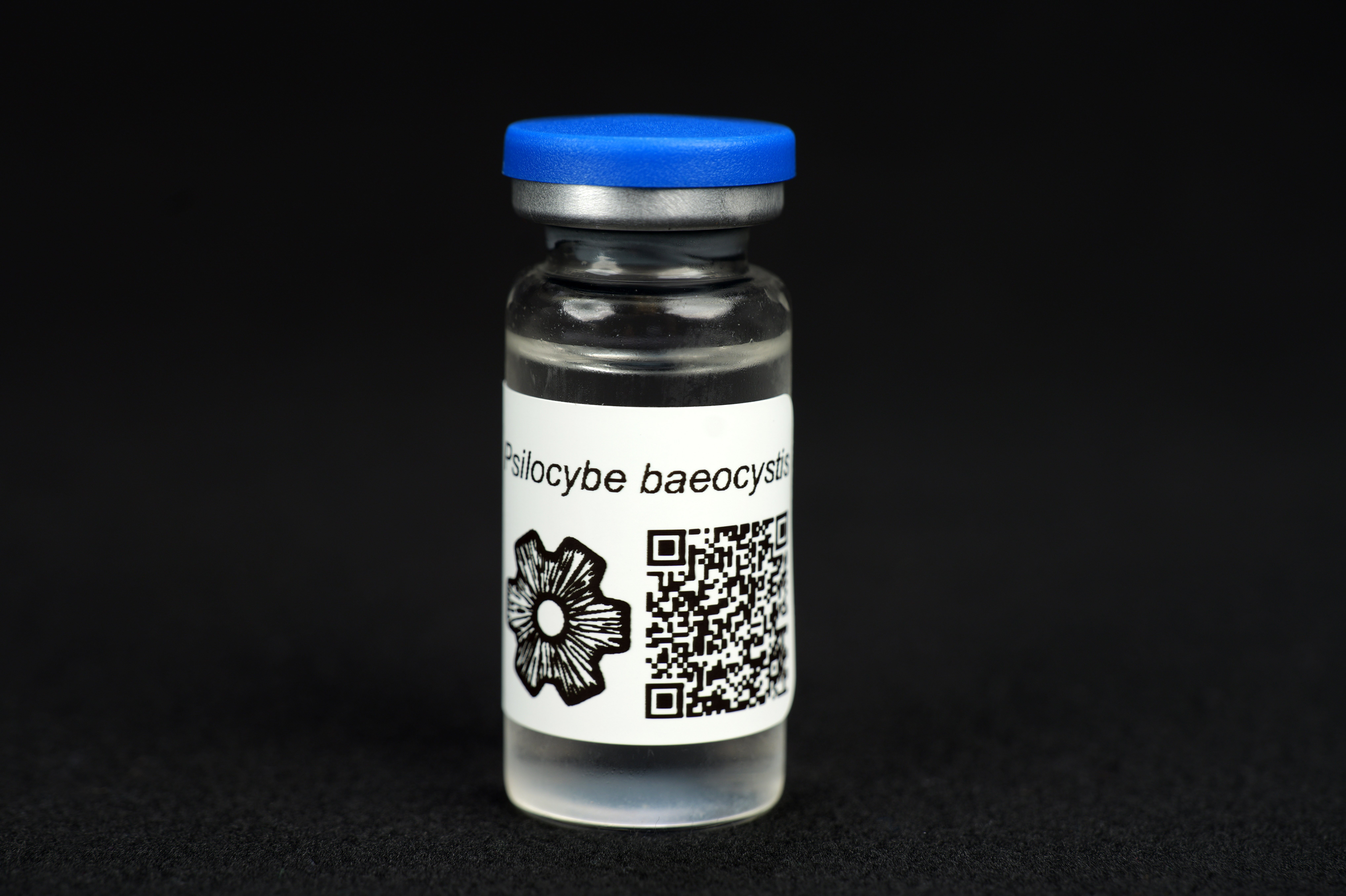 Psilocybe baeocystis : MycoTrue(TM) Isolate Vial