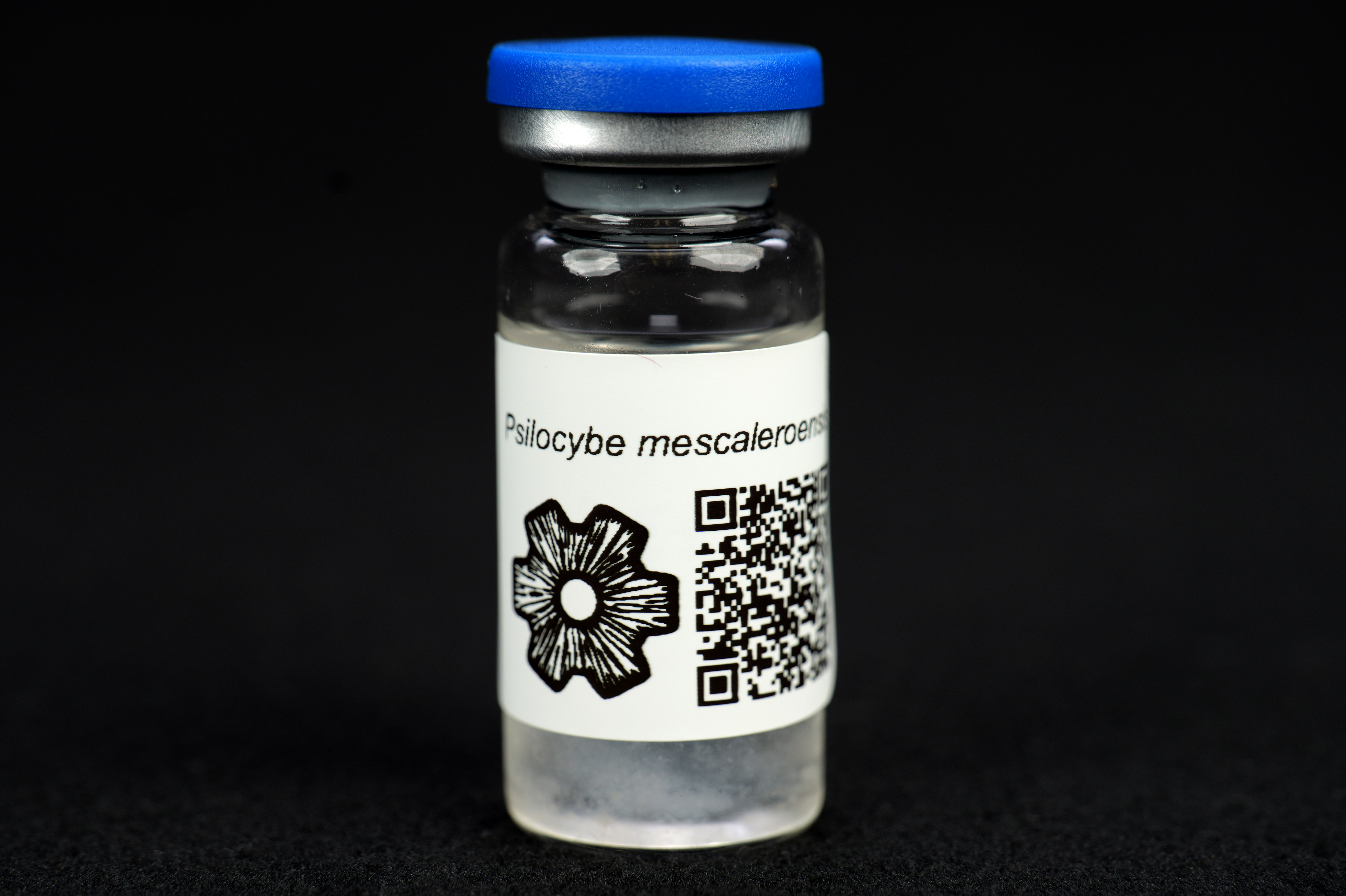 Psilocybe mescaleroensis : MycoTrue(TM) Isolate Vial