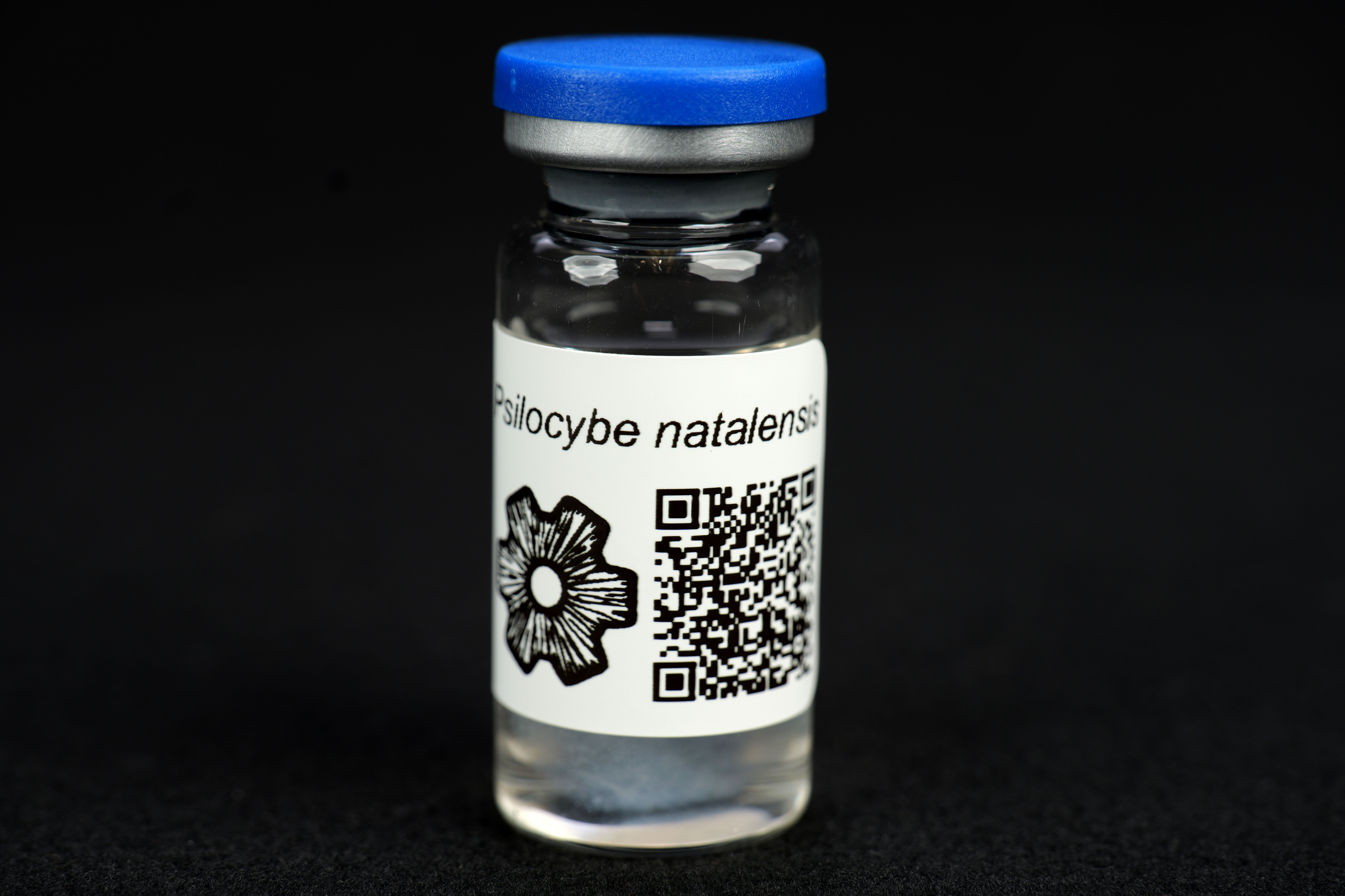 Psilocybe natalensis : MycoTrue(TM) Isolate Vial