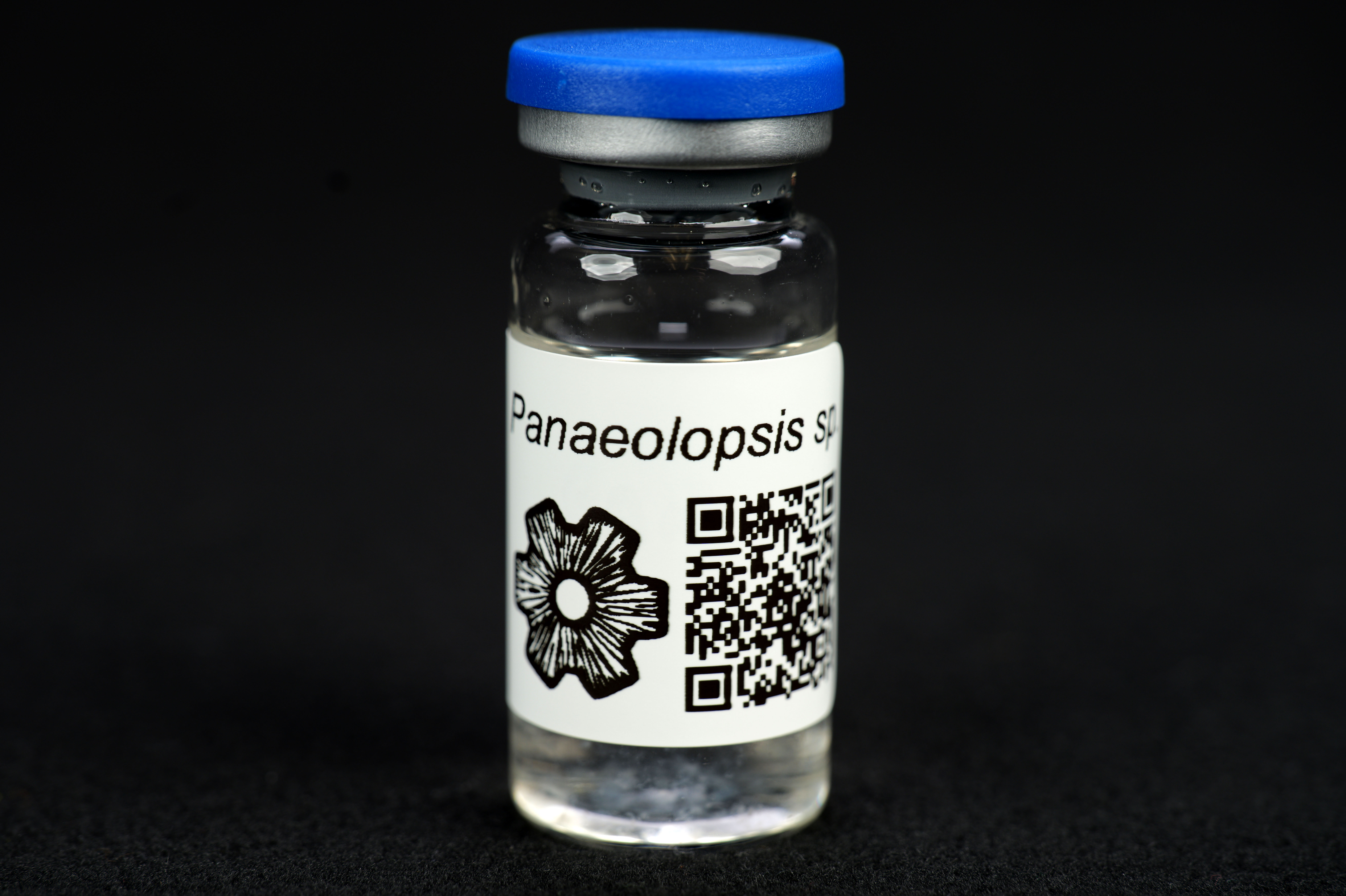 Panaeolopsis sp. : MycoTrue(TM) Isolate Vial