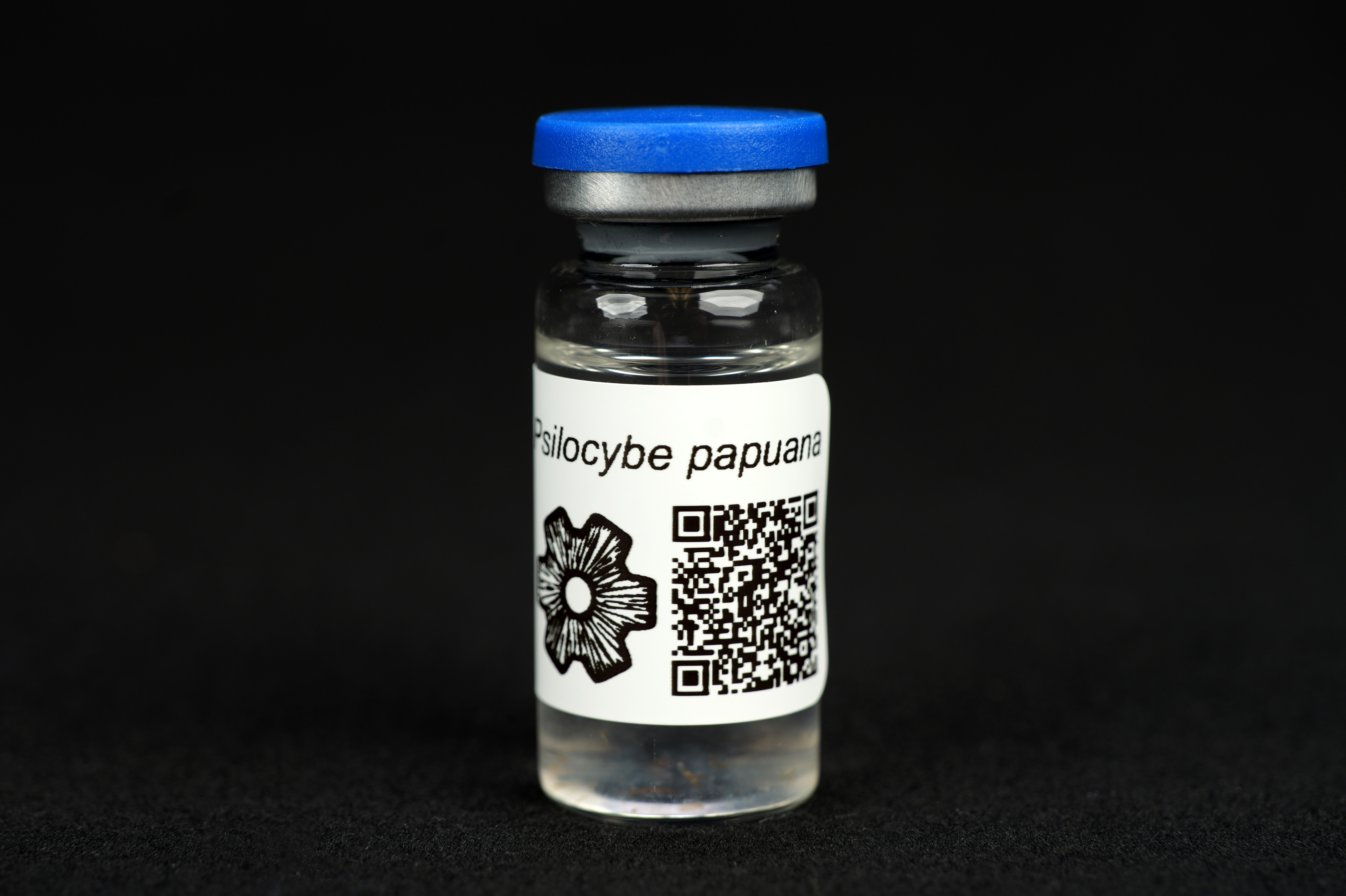 Psilocybe papuana : MycoTrue(TM) Isolate Vial Psilocybe papuana : MycoTrue(TM) Isolate Vial