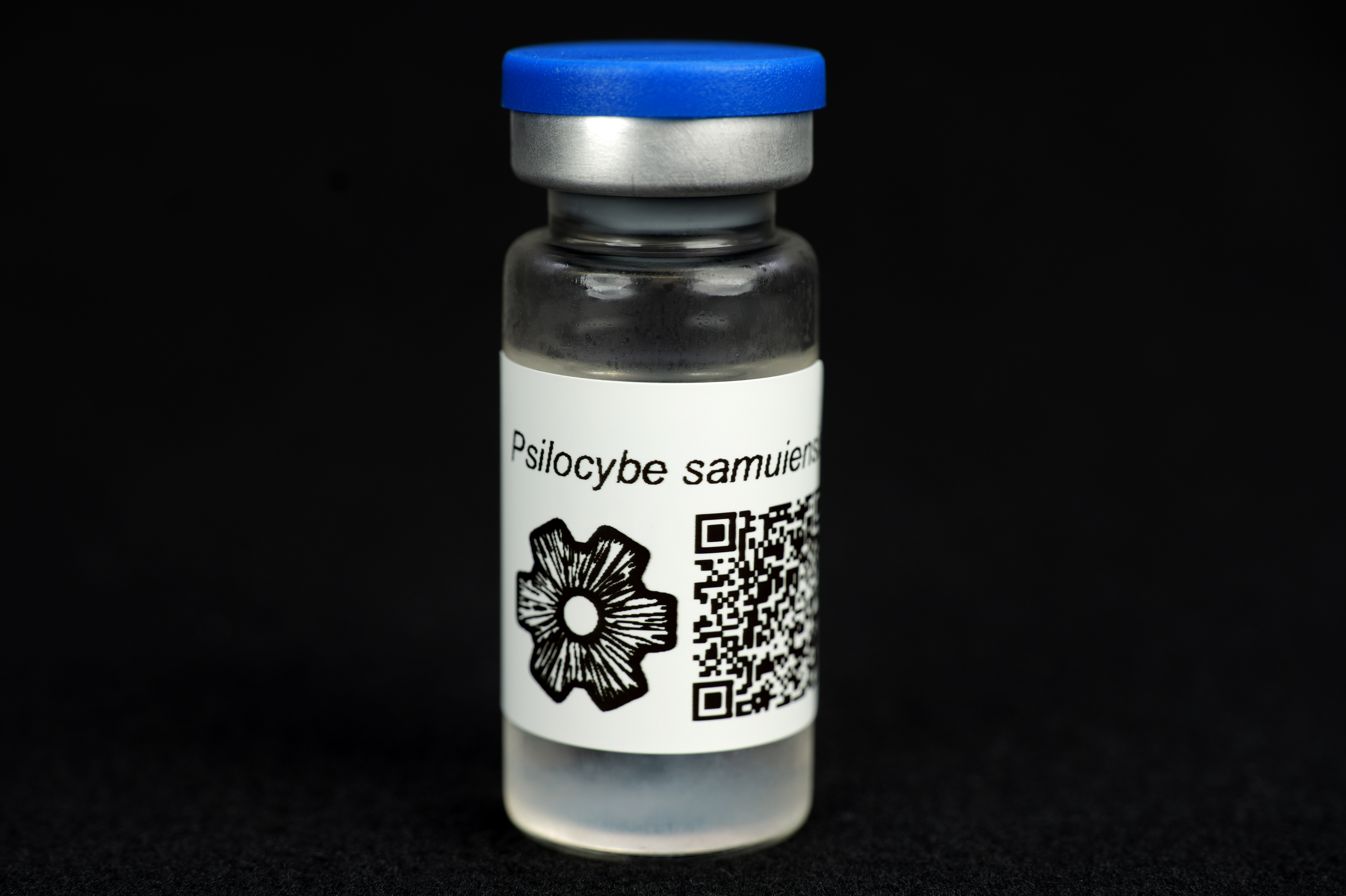 Psilocybe samuiensis : MycoTrue(TM) Isolate Vial