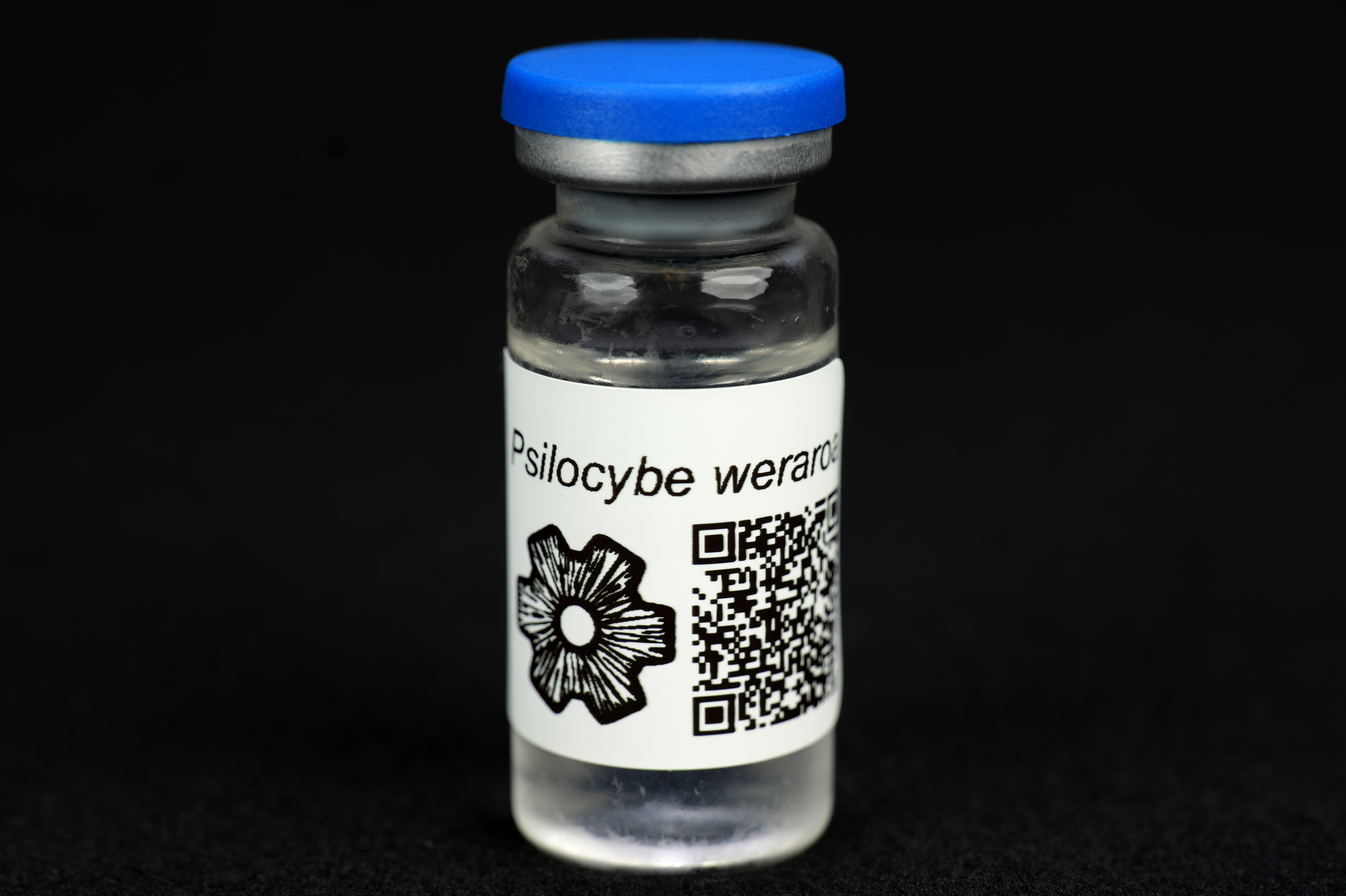 Psilocybe weraroa : MycoTrue(TM) Isolate Vial