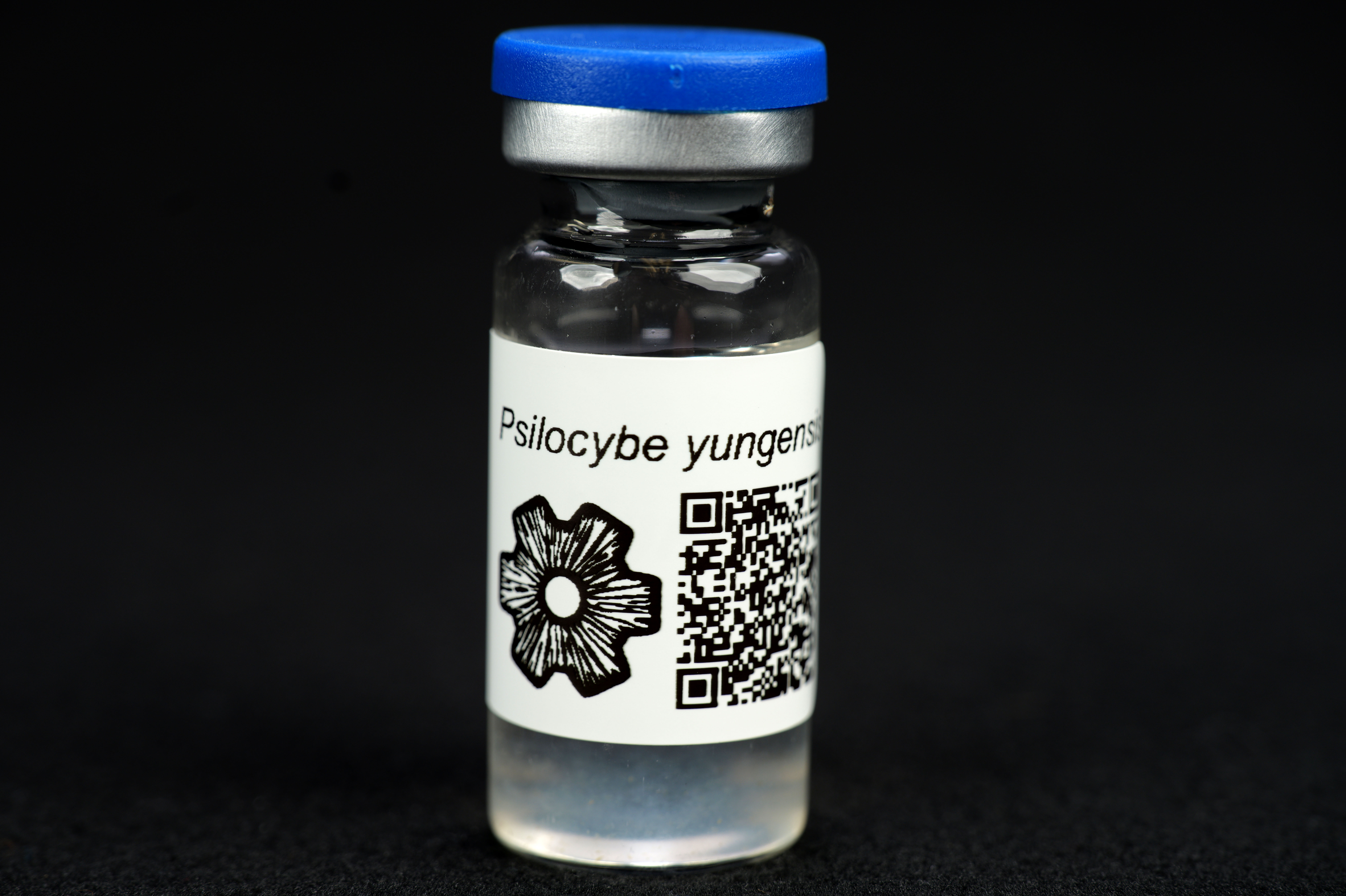 Psilocybe yungensis : MycoTrue(TM) Isolate Vial