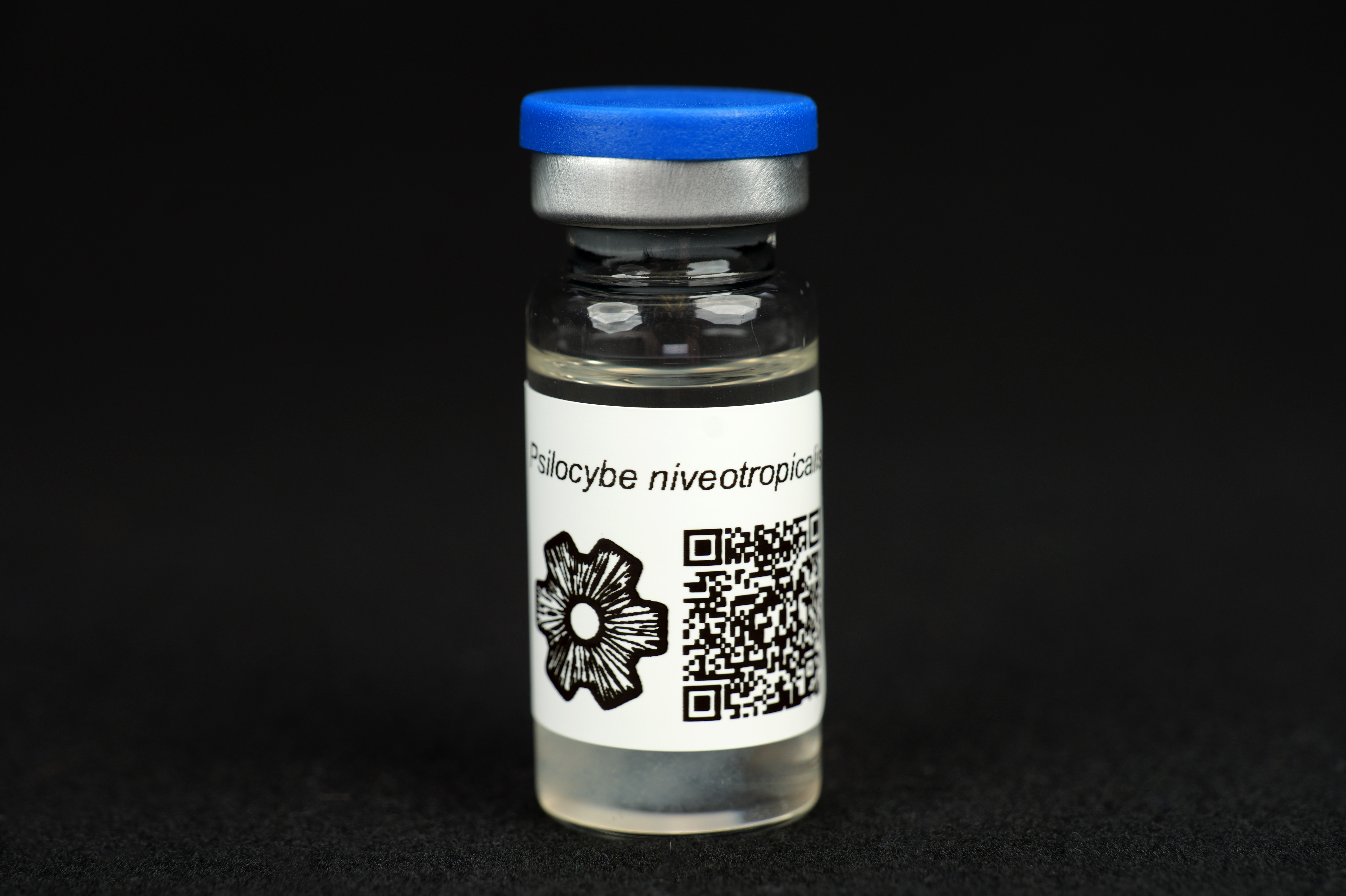 Psilocybe niveotropicalis : MycoTrue(TM) Isolate Vial