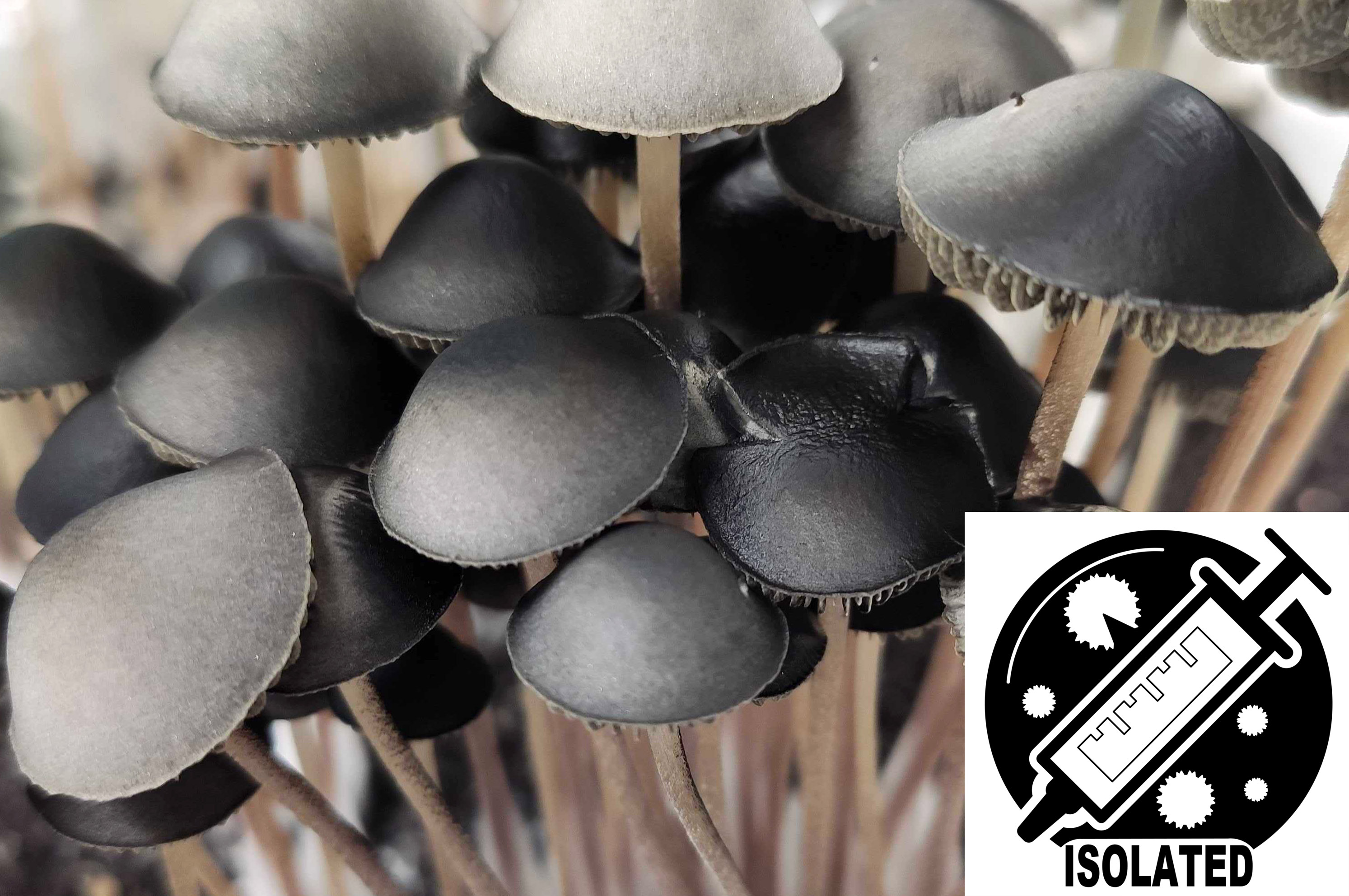 Panaeolus (Copelandia) cyanescens : Australian Spore Isolate Syringe Panaeolus (Copelandia) cyanescens : Australian Spore Isolate Syringe