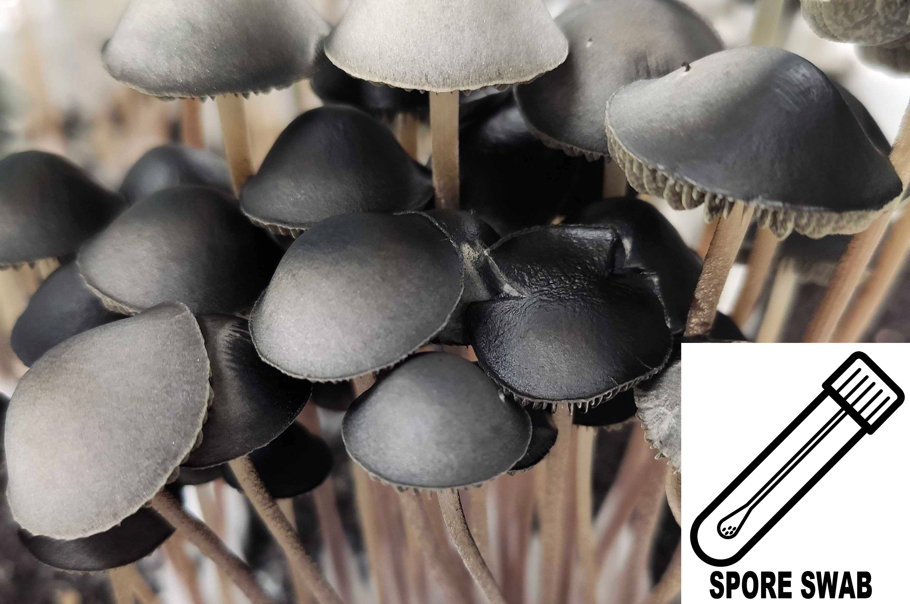 Panaeolus (Copelandia) cyanescens : Australian Spore Swab Panaeolus (Copelandia) cyanescens : Australian Spore Swab