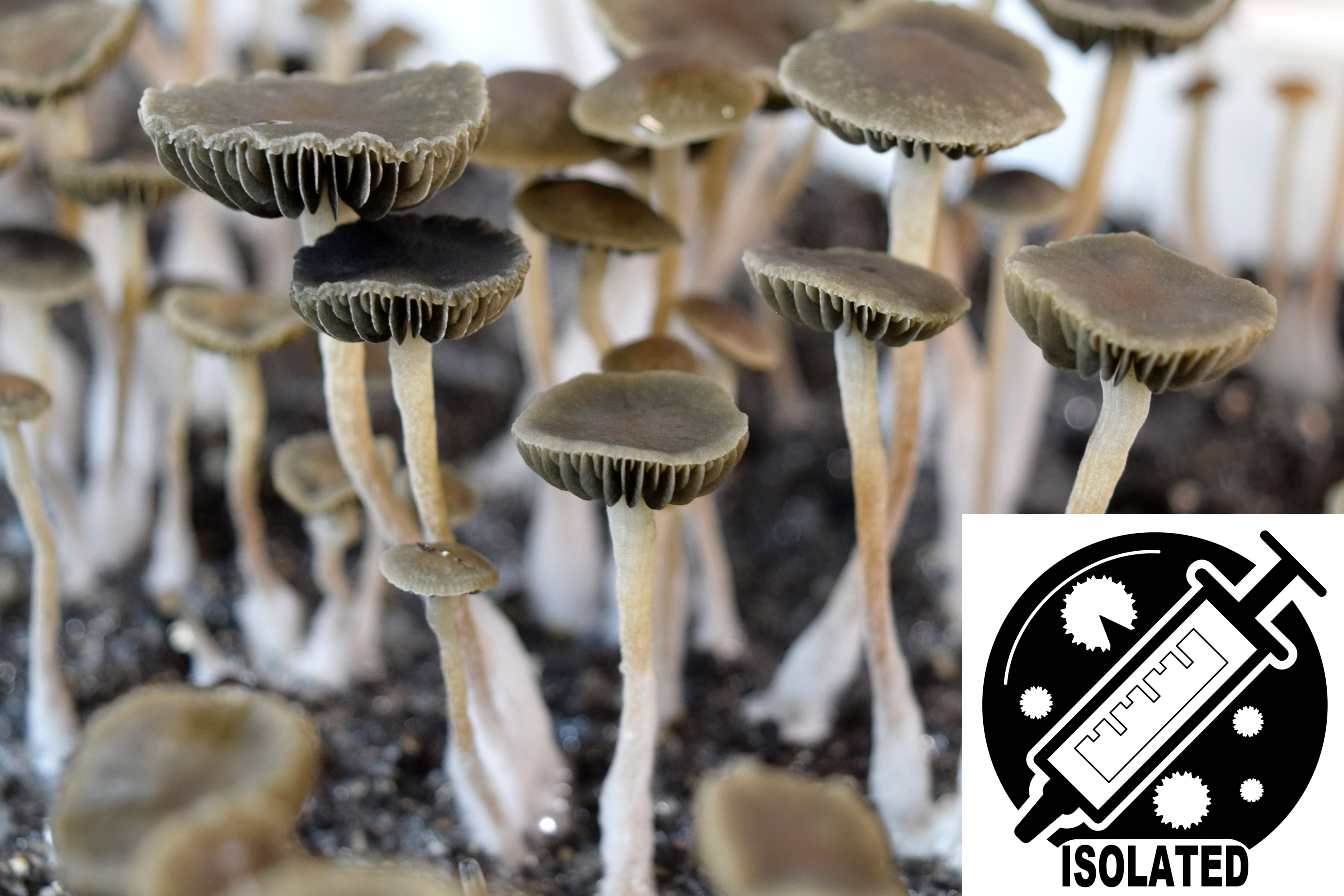 Panaeolus (Copelandia) bisporus : Spore Isolate Syringe Panaeolus (Copelandia) bisporus : Spore Isolate Syringe