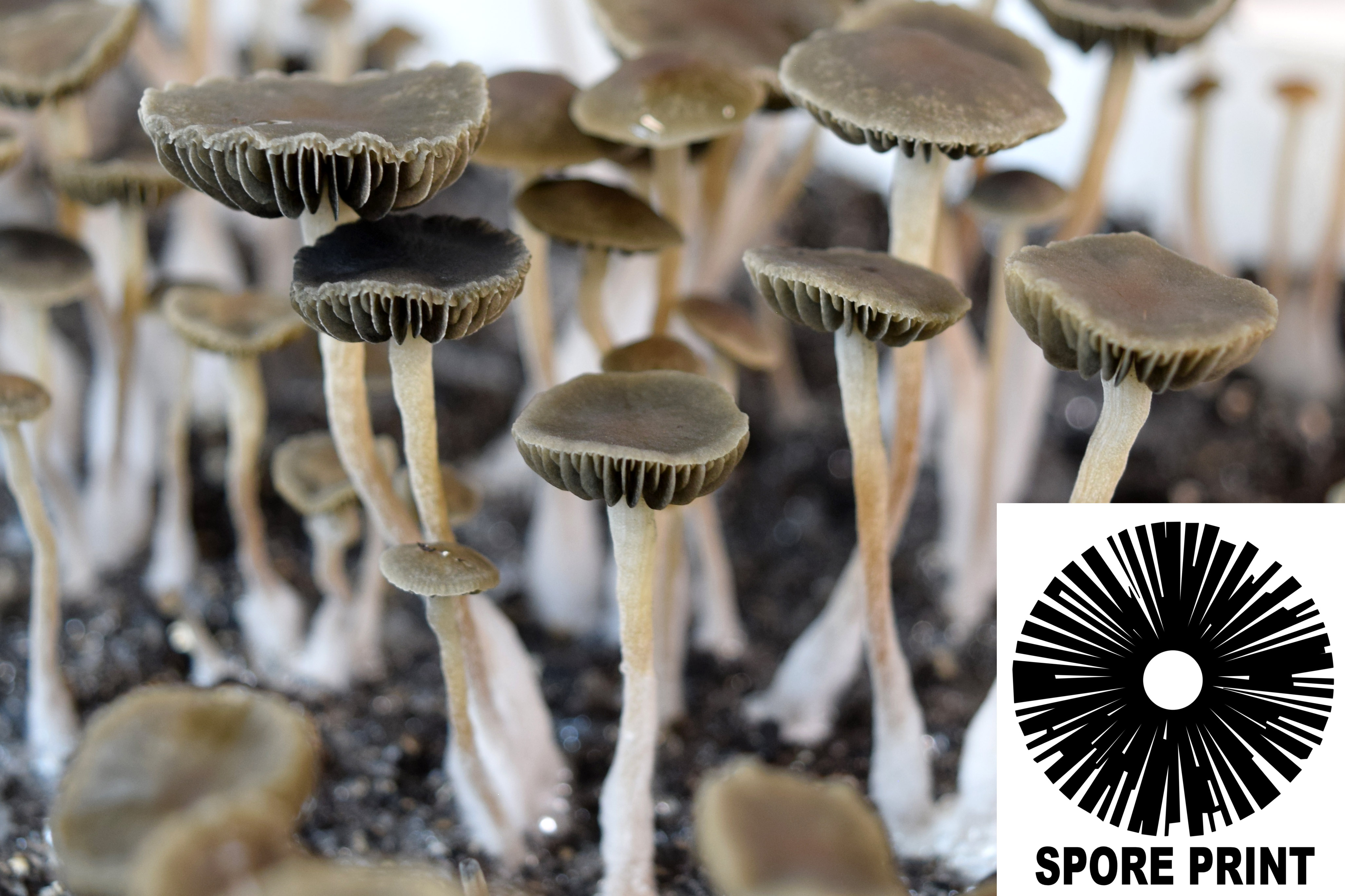 Panaeolus (Copelandia) bisporus : Spore Print Panaeolus (Copelandia) bisporus : Spore Print