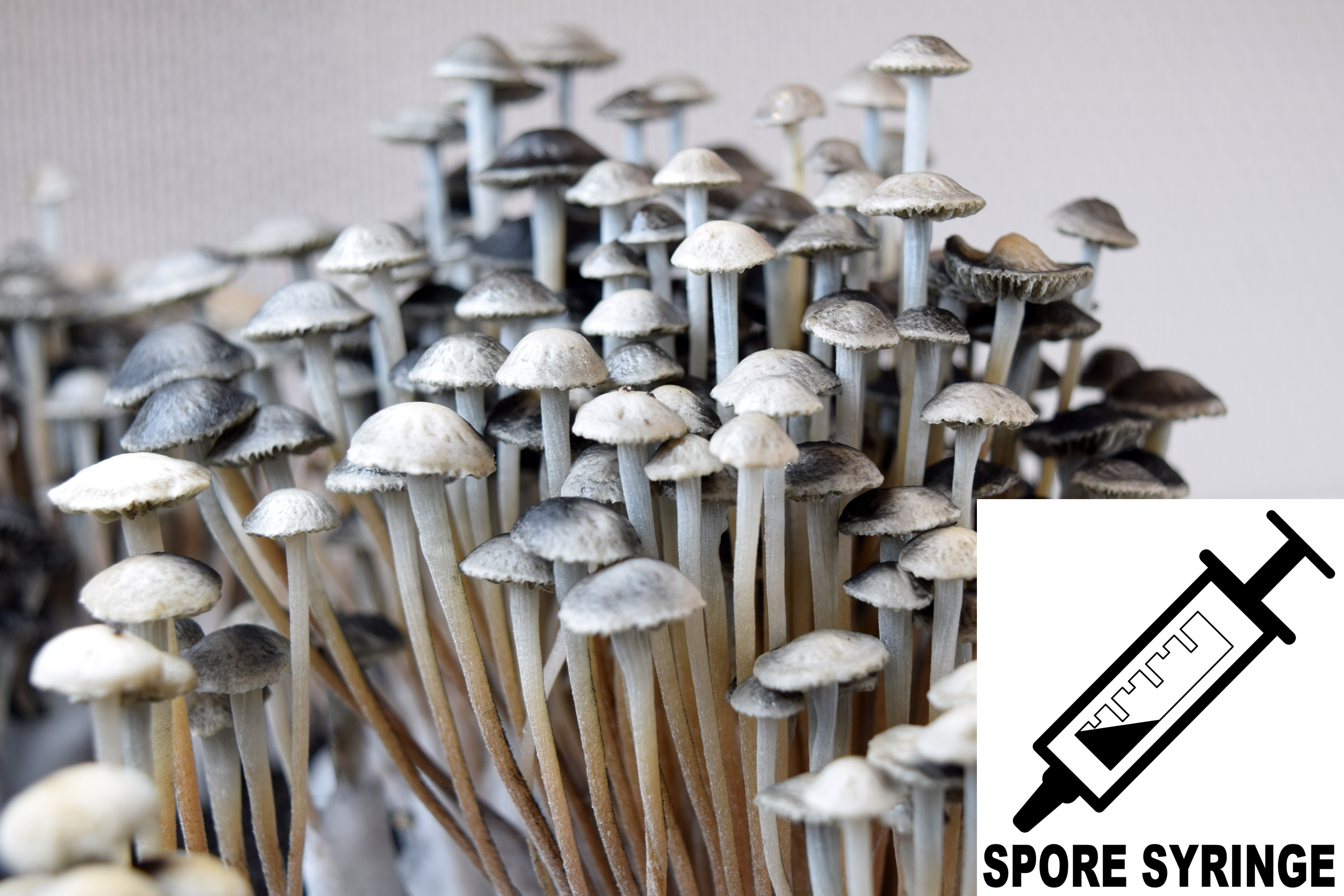 Panaeolus cyanescens : British Virgin Islands BVI Spore Syringe (MS) Panaeolus cyanescens : British Virgin Islands BVI Spore Syringe (MS)