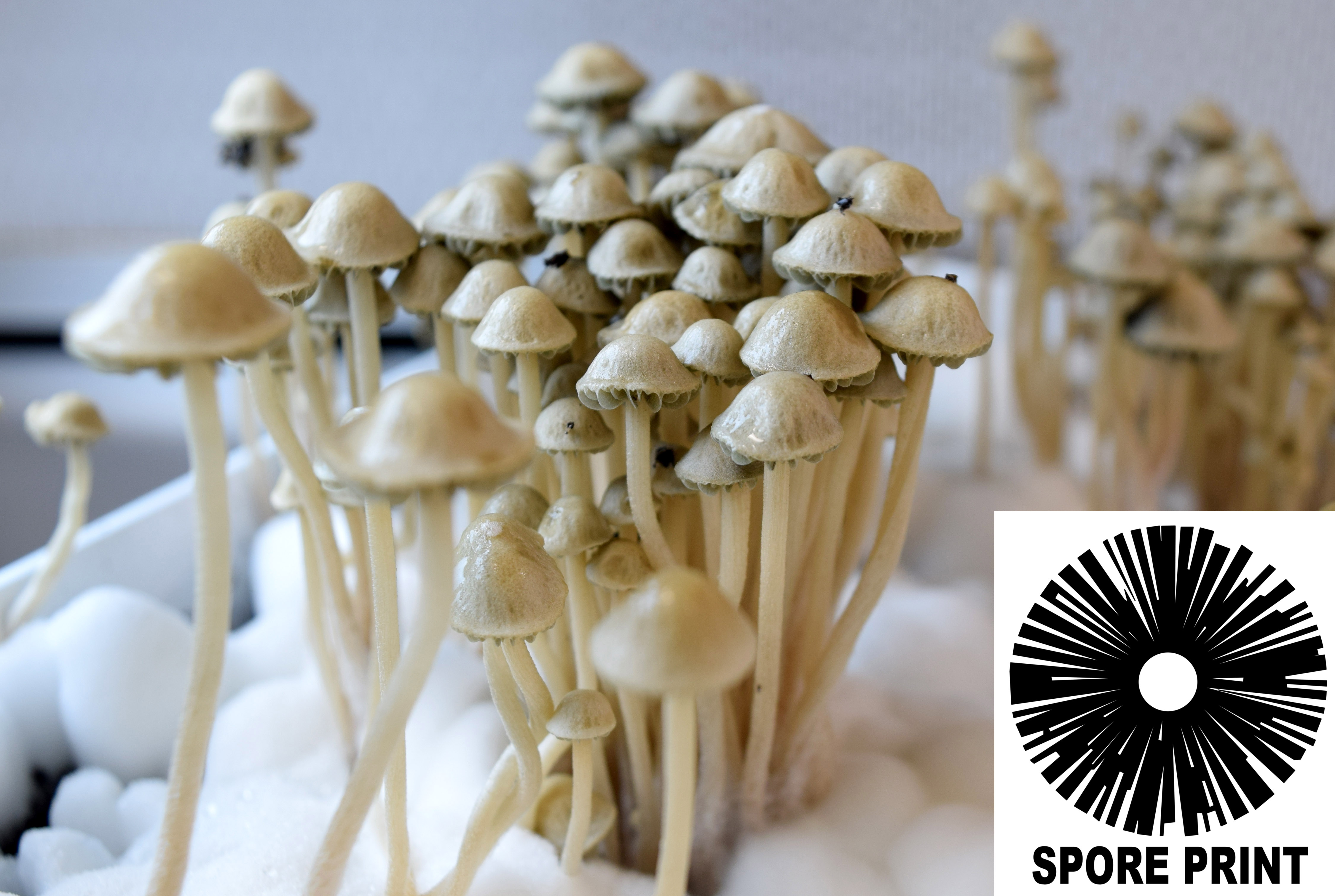 Panaeolus (Copelandia) cyanescens : Jamaican Spore Print Panaeolus (Copelandia) cyanescens : Jamaican Spore Print