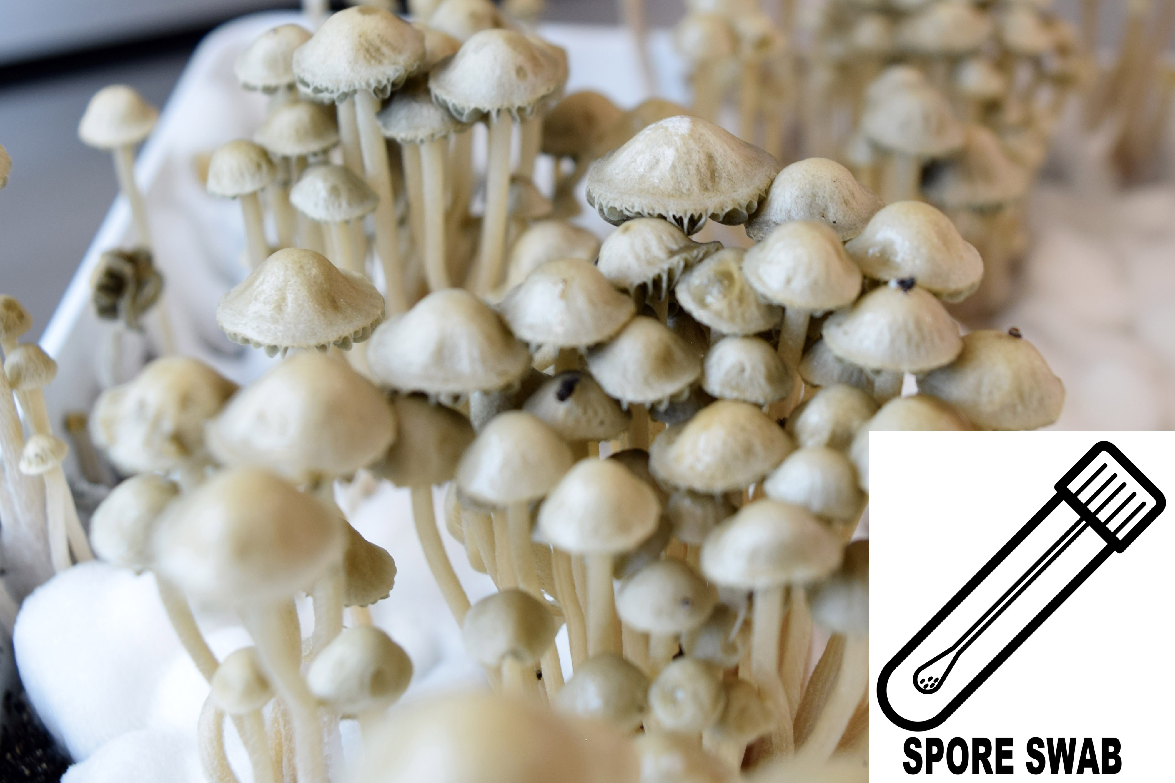 Panaeolus (Copelandia) cyanescens : Jamaican Spore Swab Panaeolus (Copelandia) cyanescens : Jamaican Spore Swab