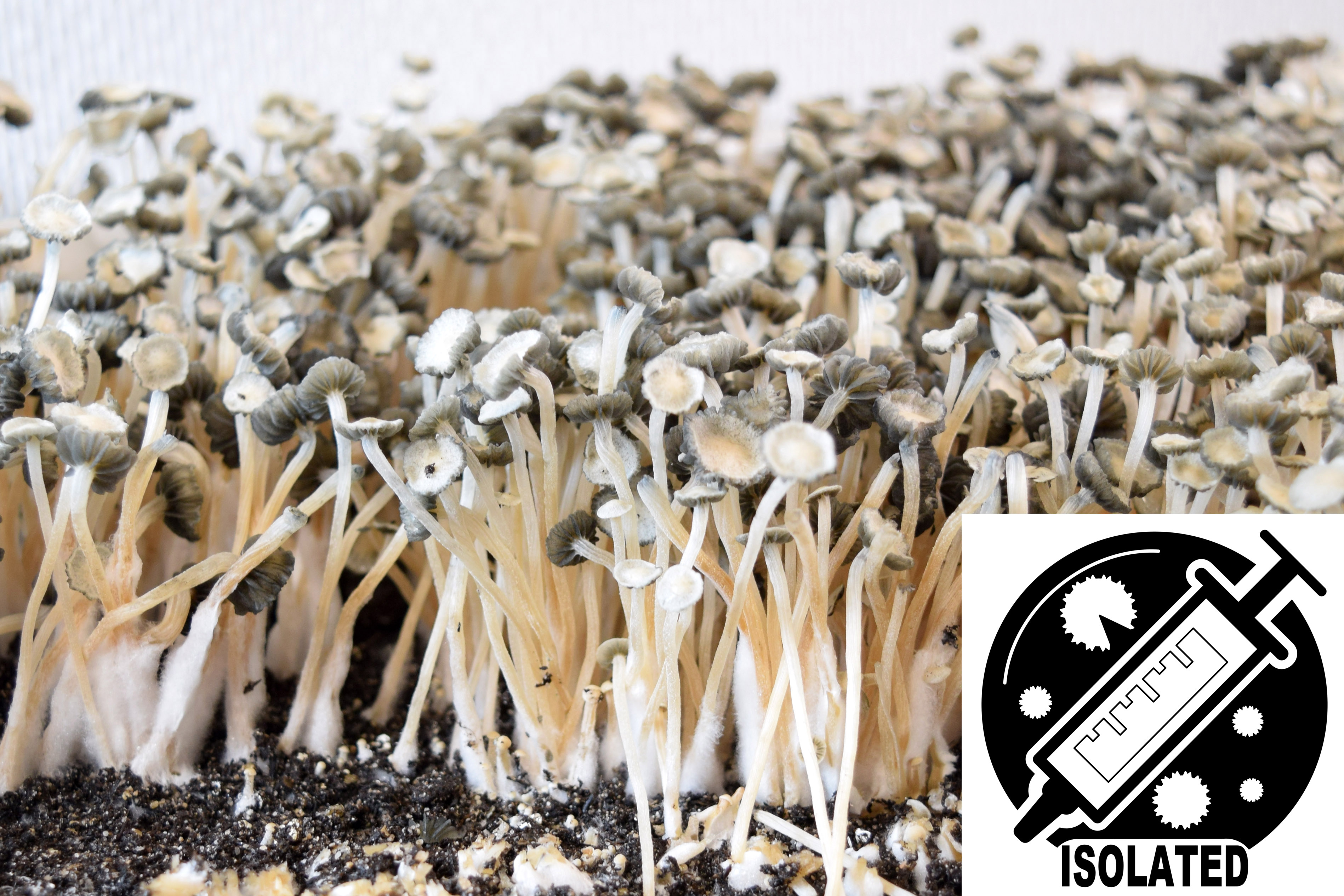 Panaeolus (Copelandia) cyanescens : Hawaiian Spore Isolate Syringe Panaeolus (Copelandia) cyanescens : Hawaiian Spore Isolate Syringe