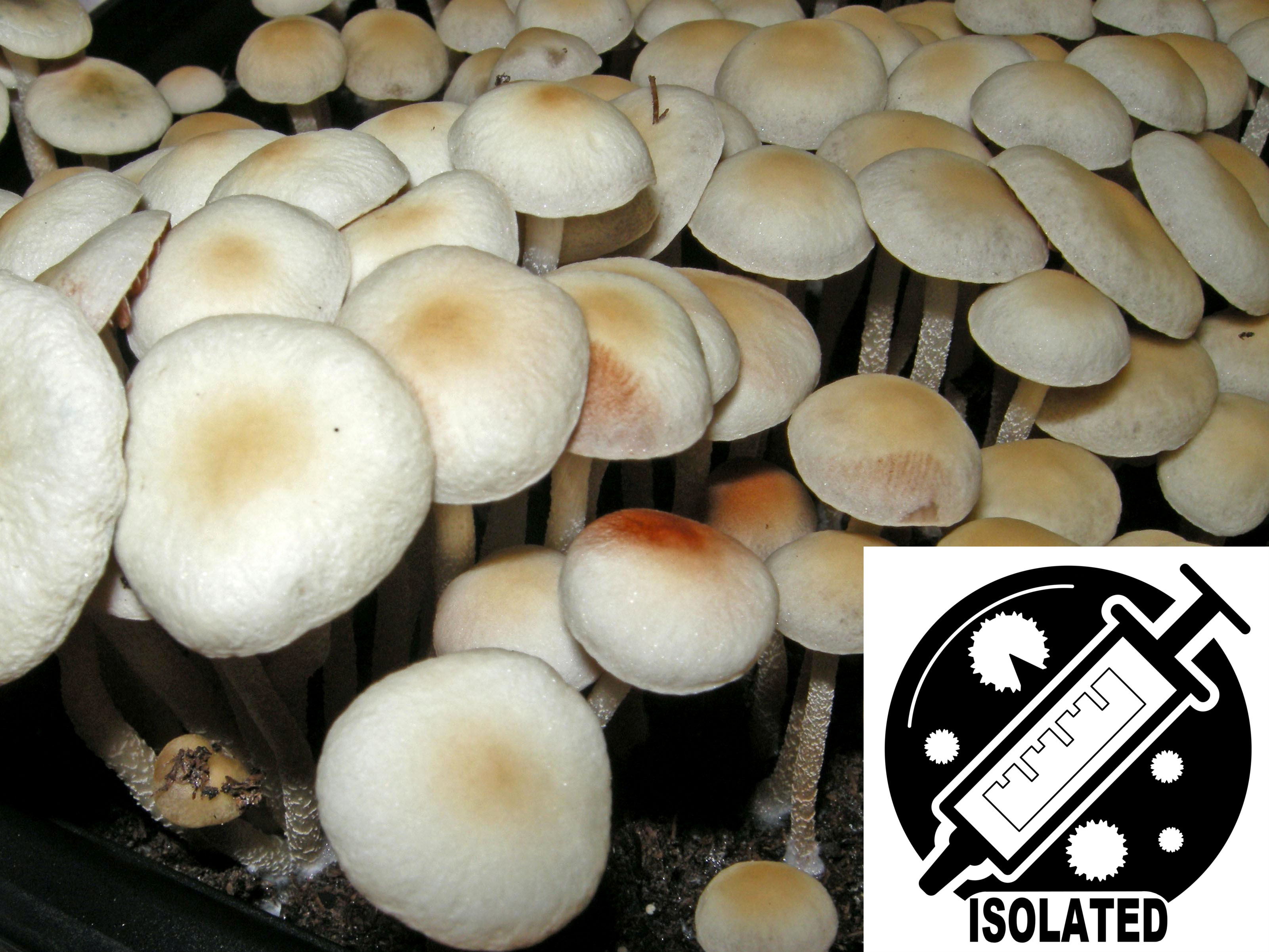 Panaeolus (Copelandia) cyanescens : RDU - Red Down Under Spore Isolate Syringe Panaeolus (Copelandia) cyanescens : RDU - Red Down Under Spore Isolate Syringe