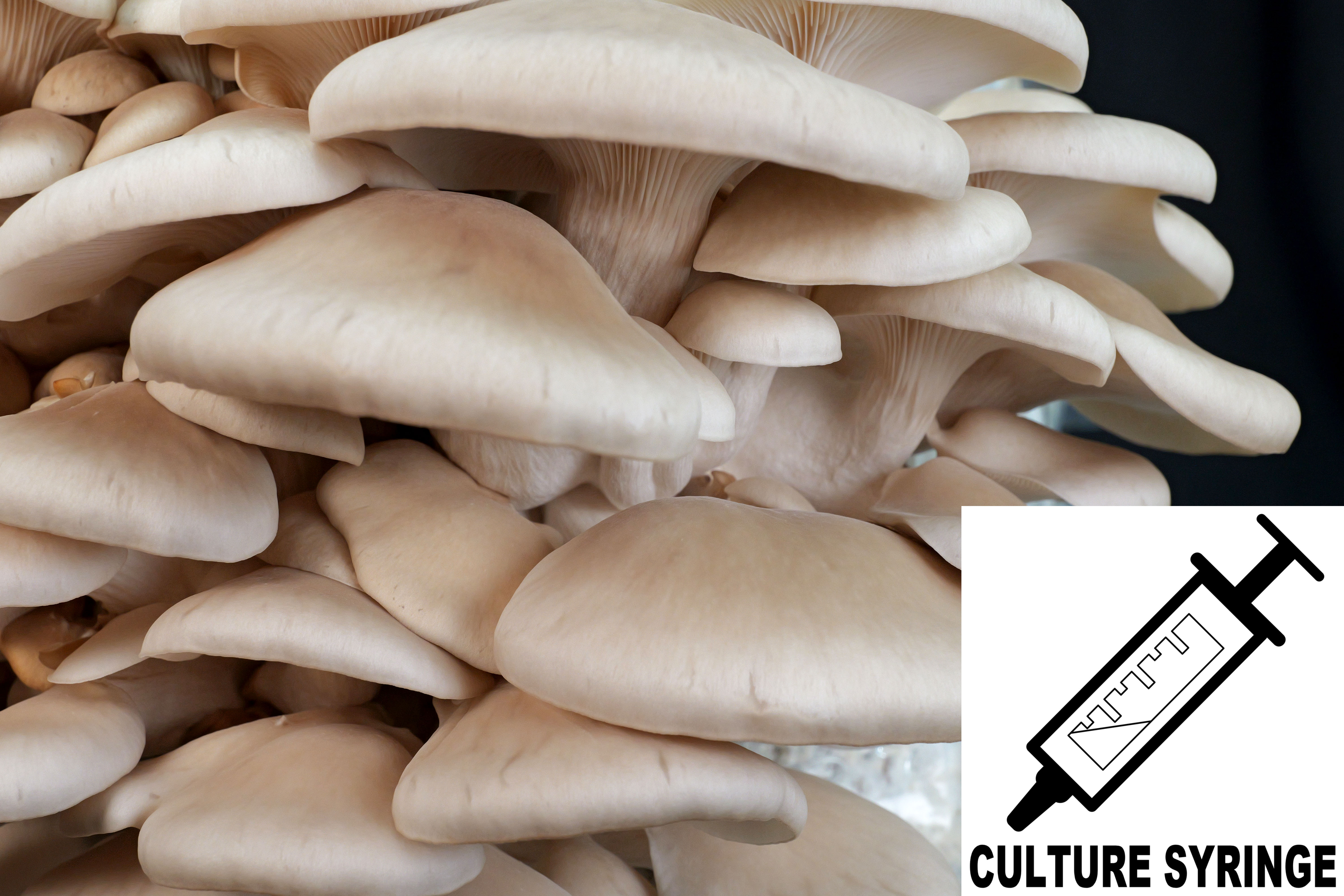 Pleurotus ostreatus : Pearl Oyster Mushroom Culture Syringe Pleurotus ostreatus : Pearl Oyster Mushroom Culture Syringe