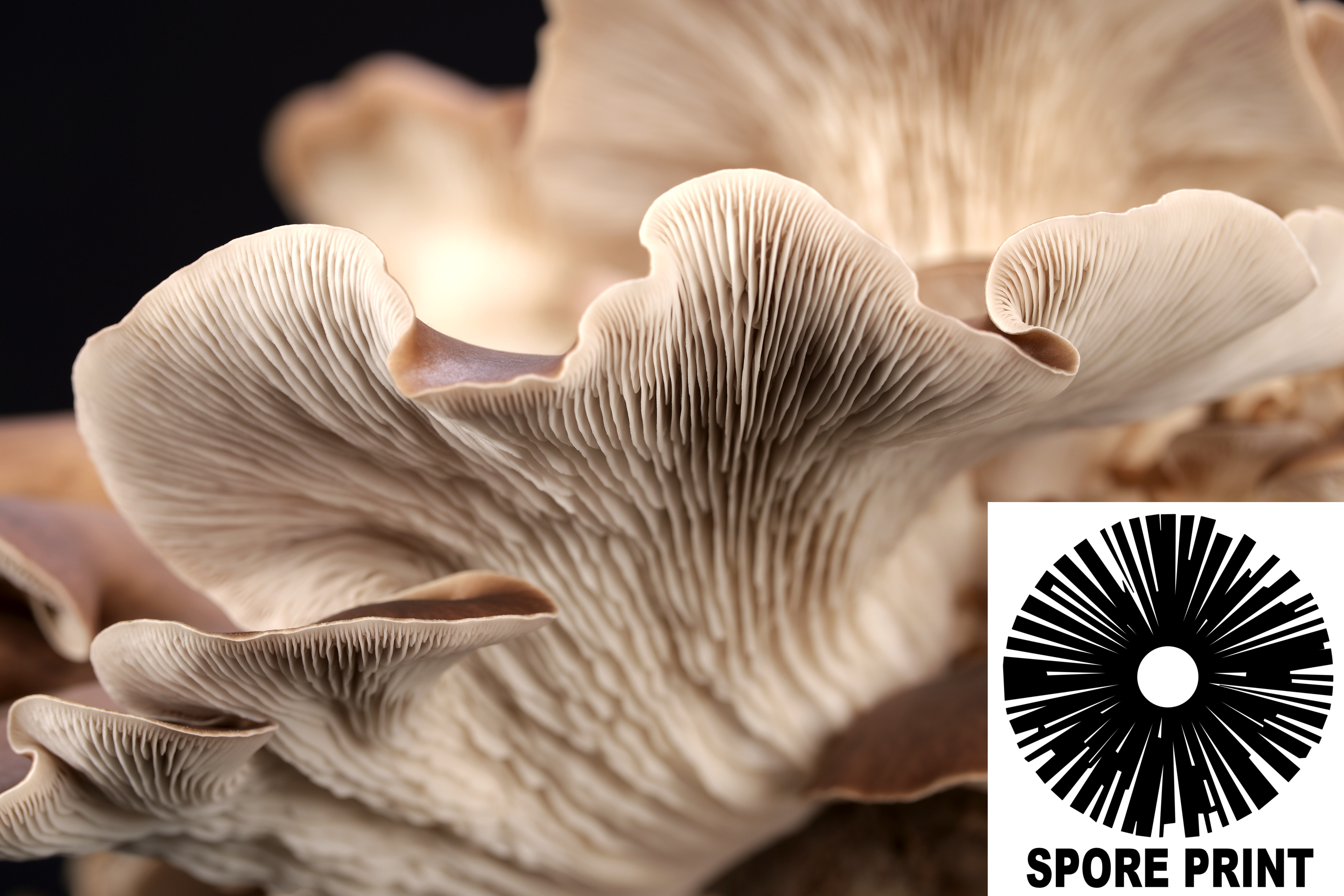 Pleurotus pulmonarius : Phoenix Oyster Mushroom Spore Print Pleurotus pulmonarius : Phoenix Oyster Mushroom Spore Print