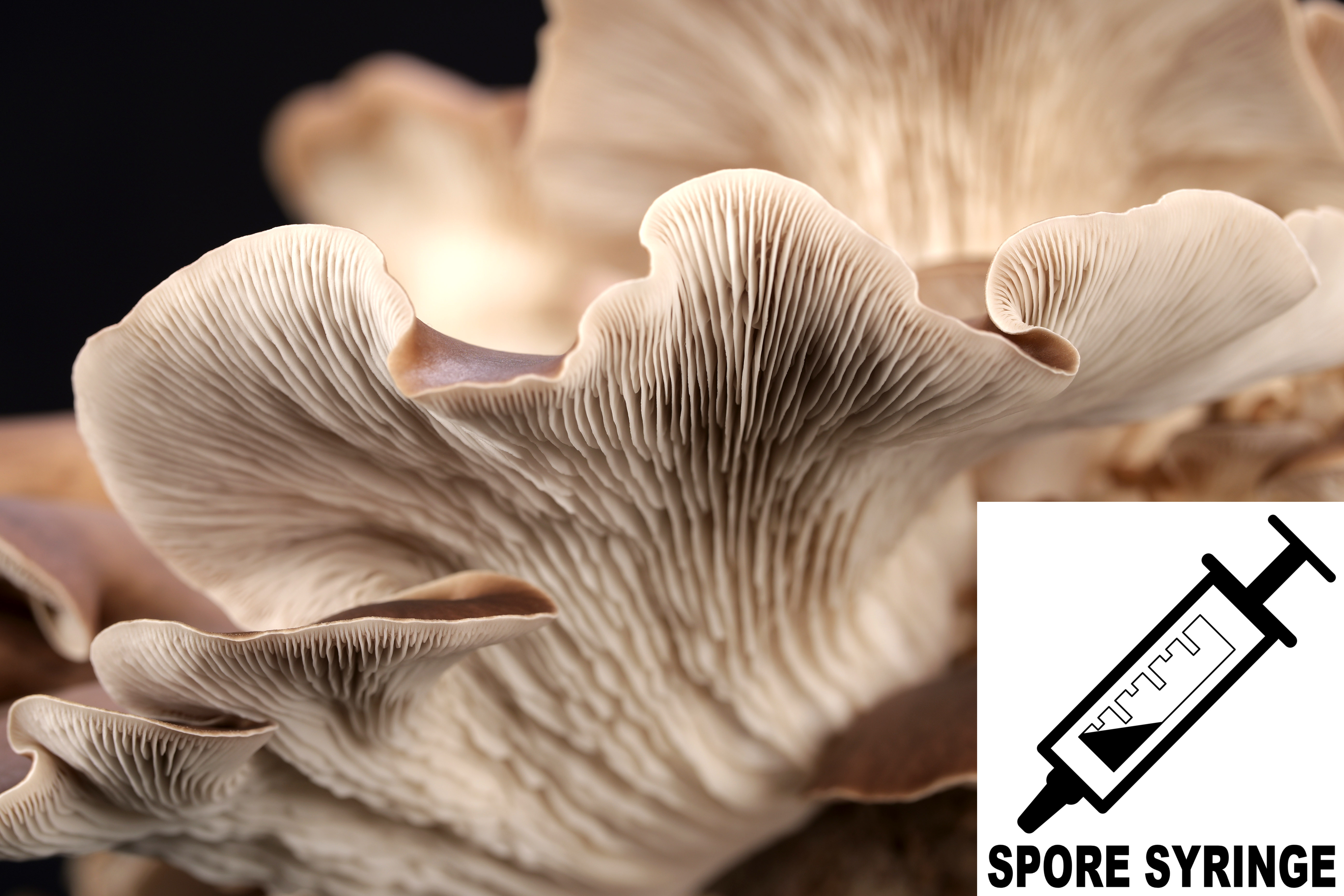 Pleurotus pulmonarius : Phoenix Oyster Mushroom Culture Syringe Pleurotus pulmonarius : Phoenix Oyster Mushroom Culture Syringe