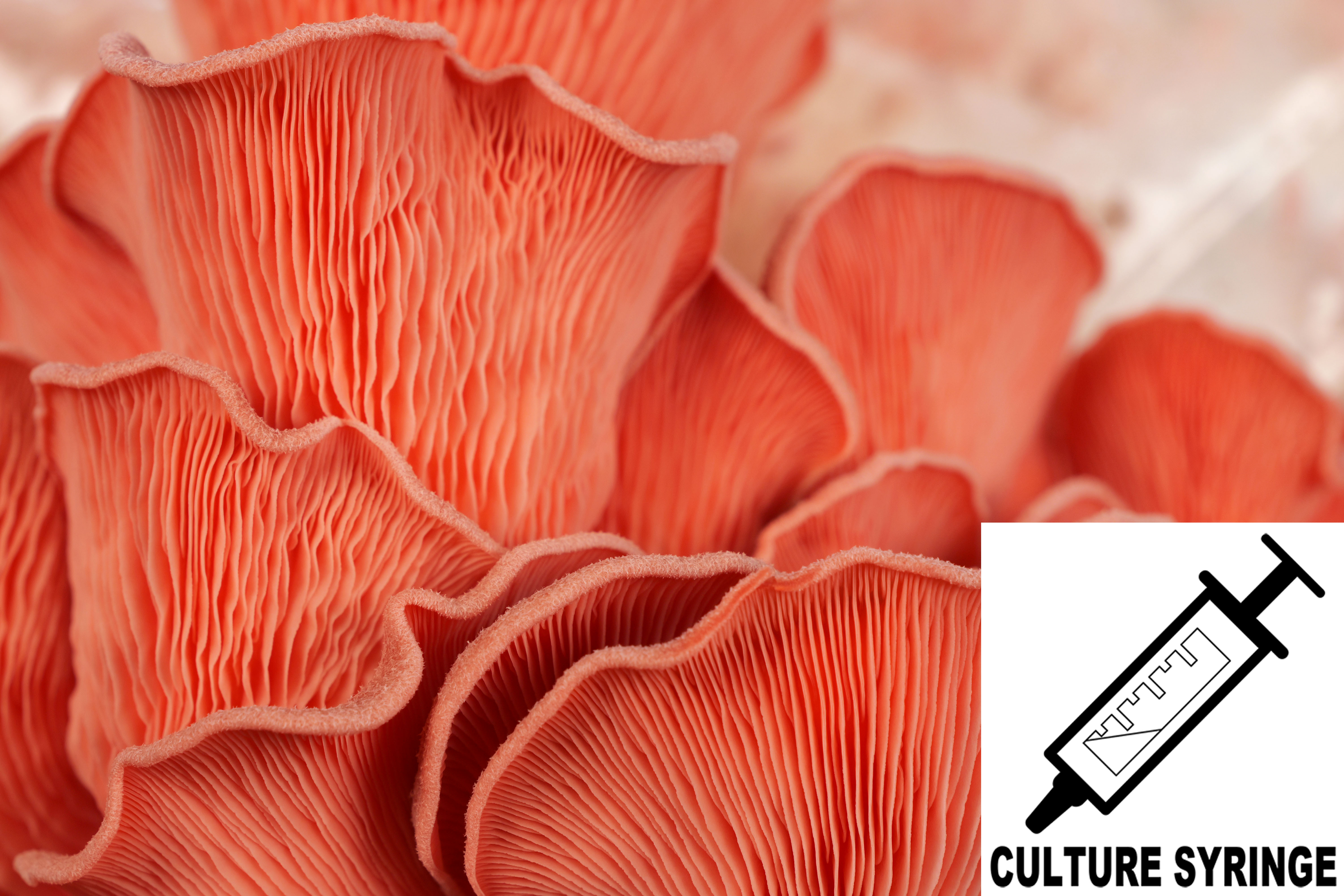 Pleurotus djamor : Pink Oyster Mushroom Culture Syringe Pleurotus djamor : Pink Oyster Mushroom Culture Syringe