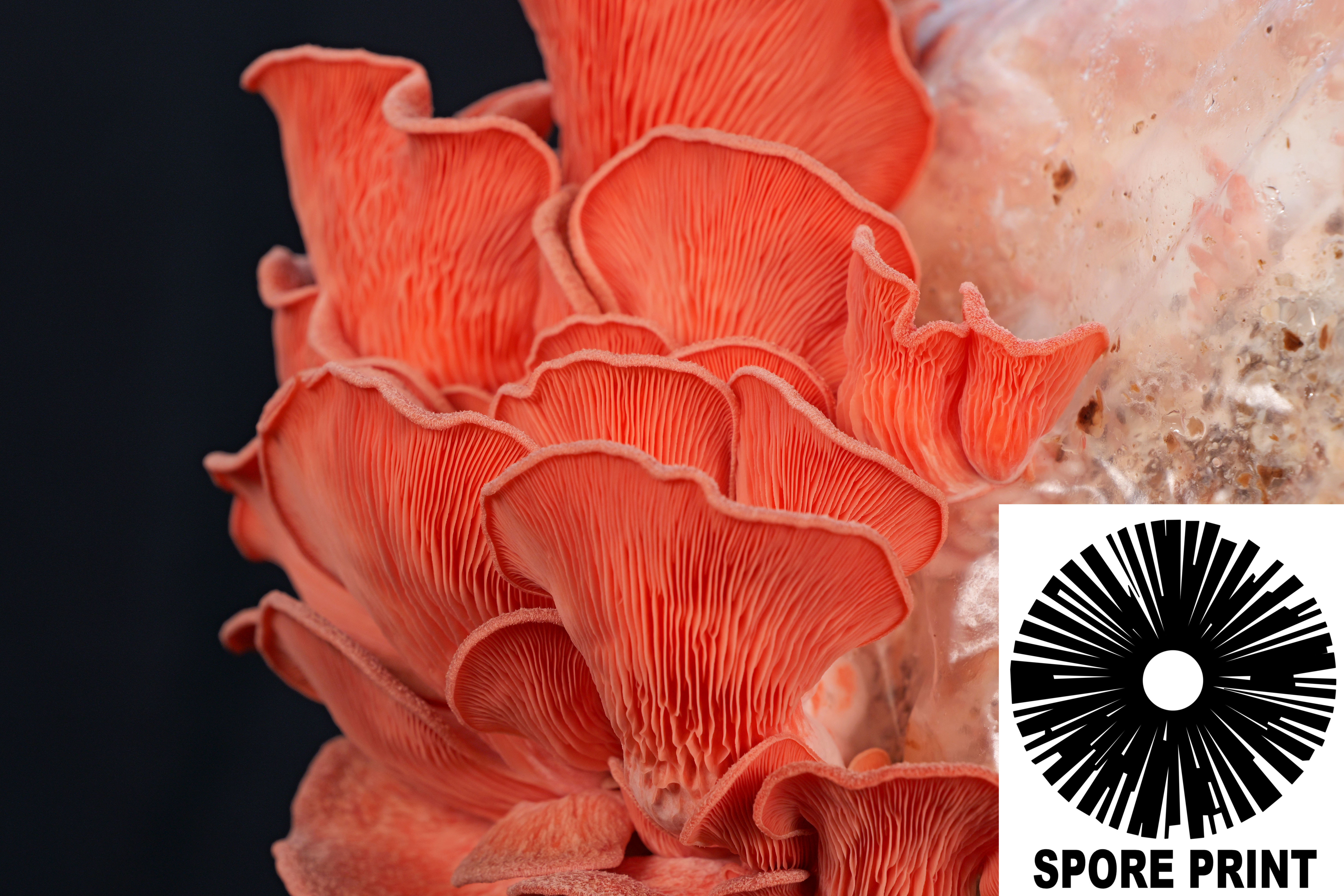 Pleurotus djamor : Pink Oyster Mushroom Spore Print Pleurotus djamor : Pink Oyster Mushroom Spore Print