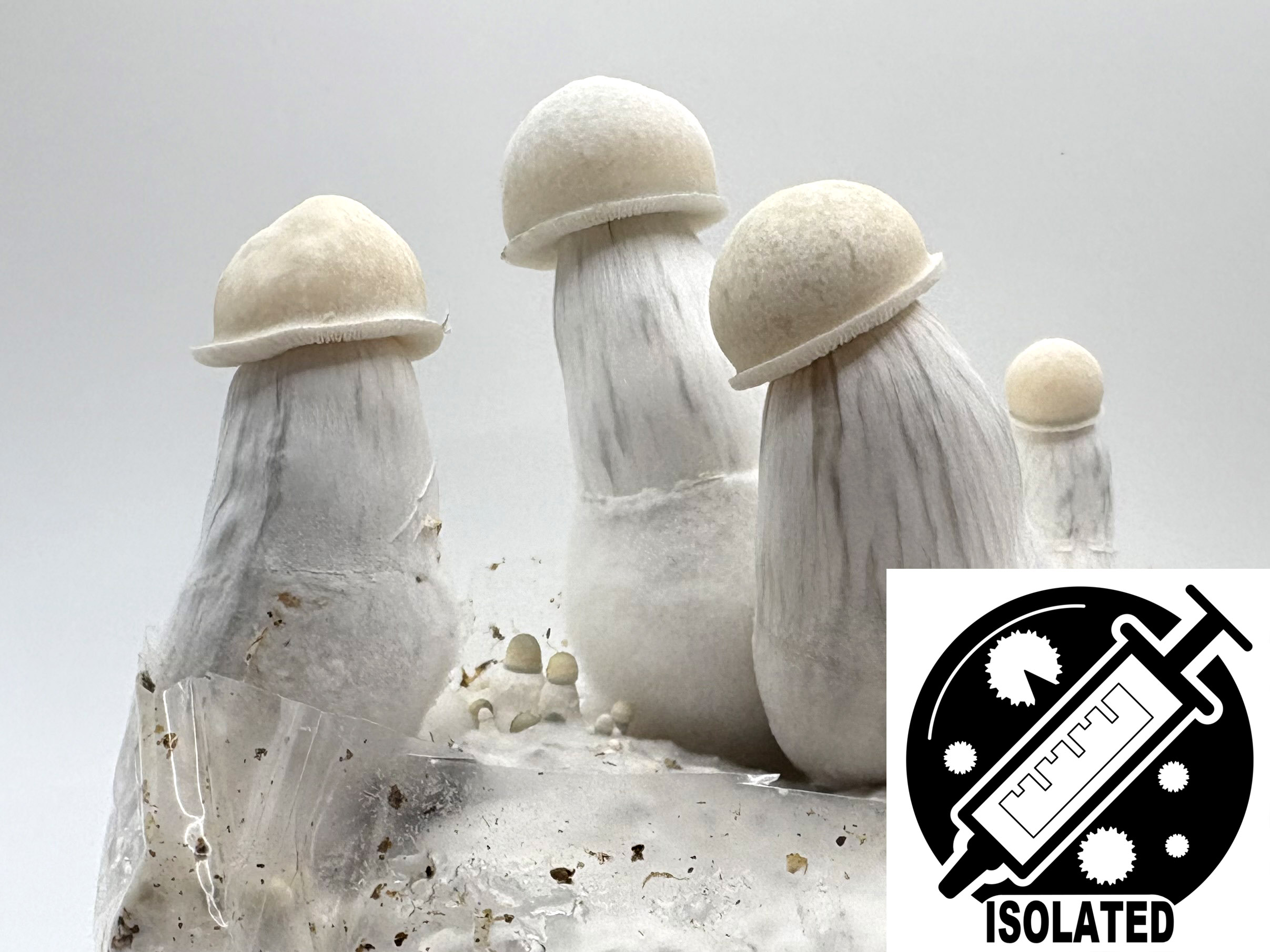 MONTHLY FEATURE: Ps. cubensis : Nirvana PE Spore Isolate Syringe