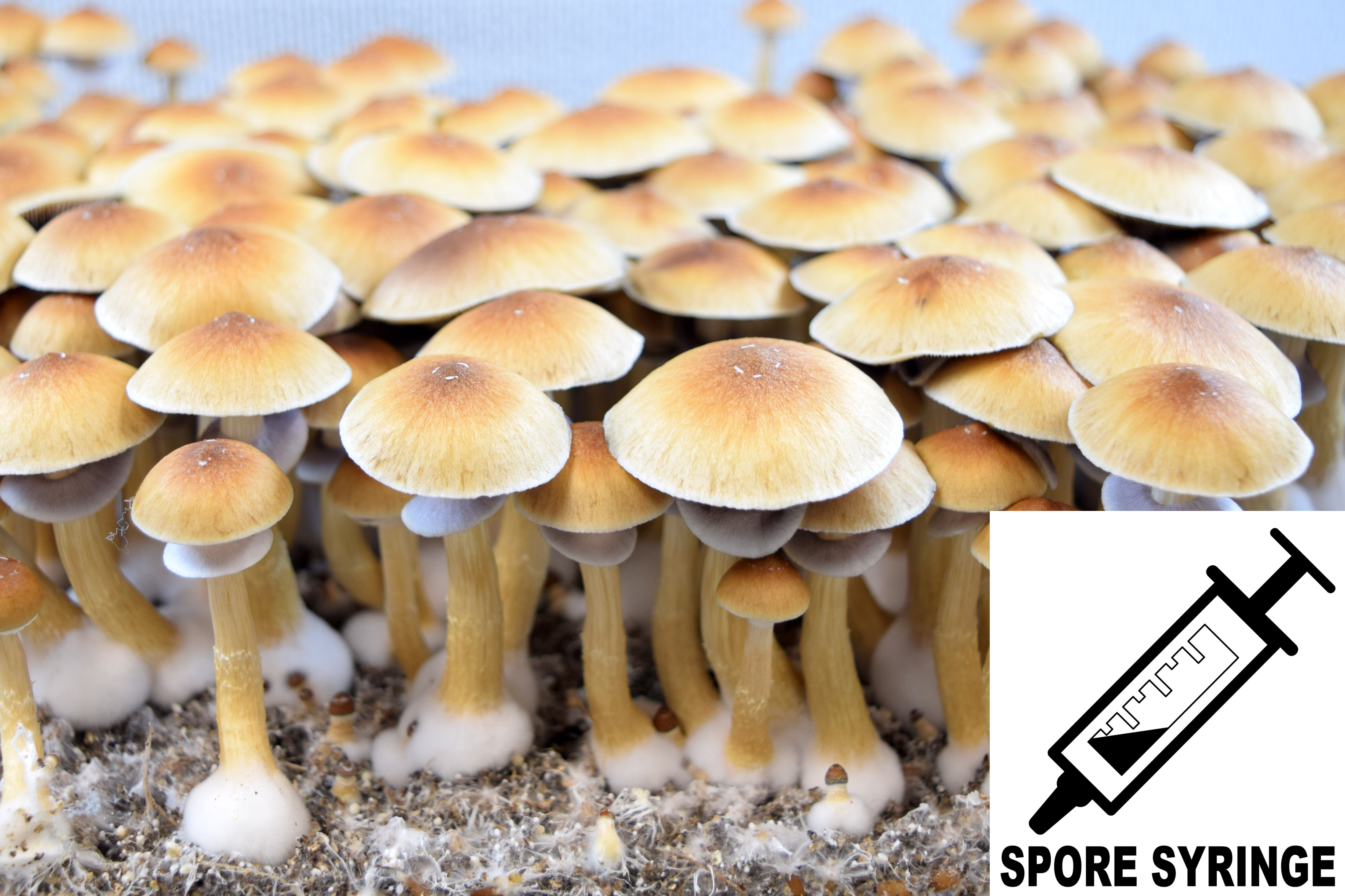 Psilocybe cubensis : Pink Buffalo Spore Syringe (MS)