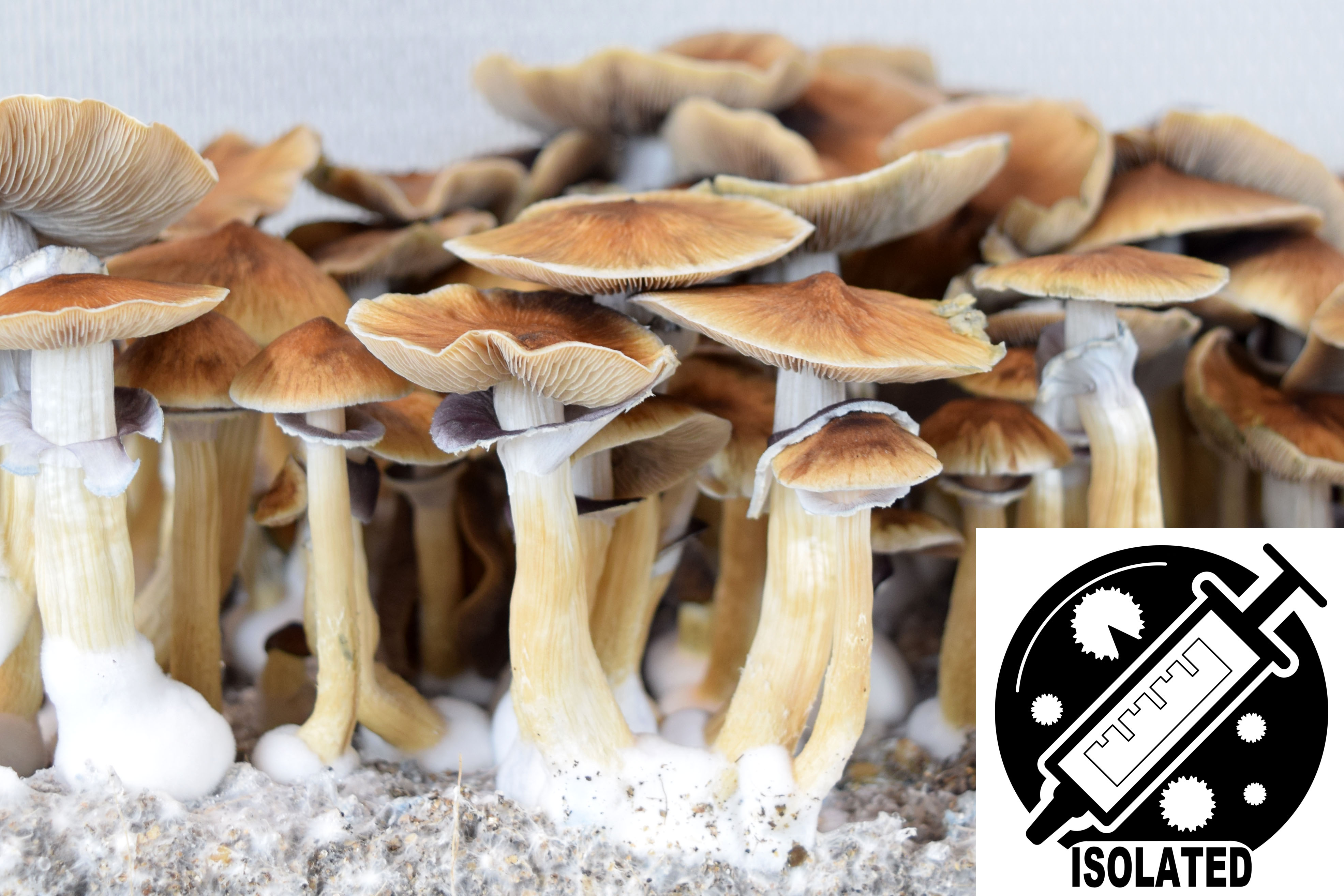 Psilocybe cubensis : Blue Meanie Spore Isolate Syringe