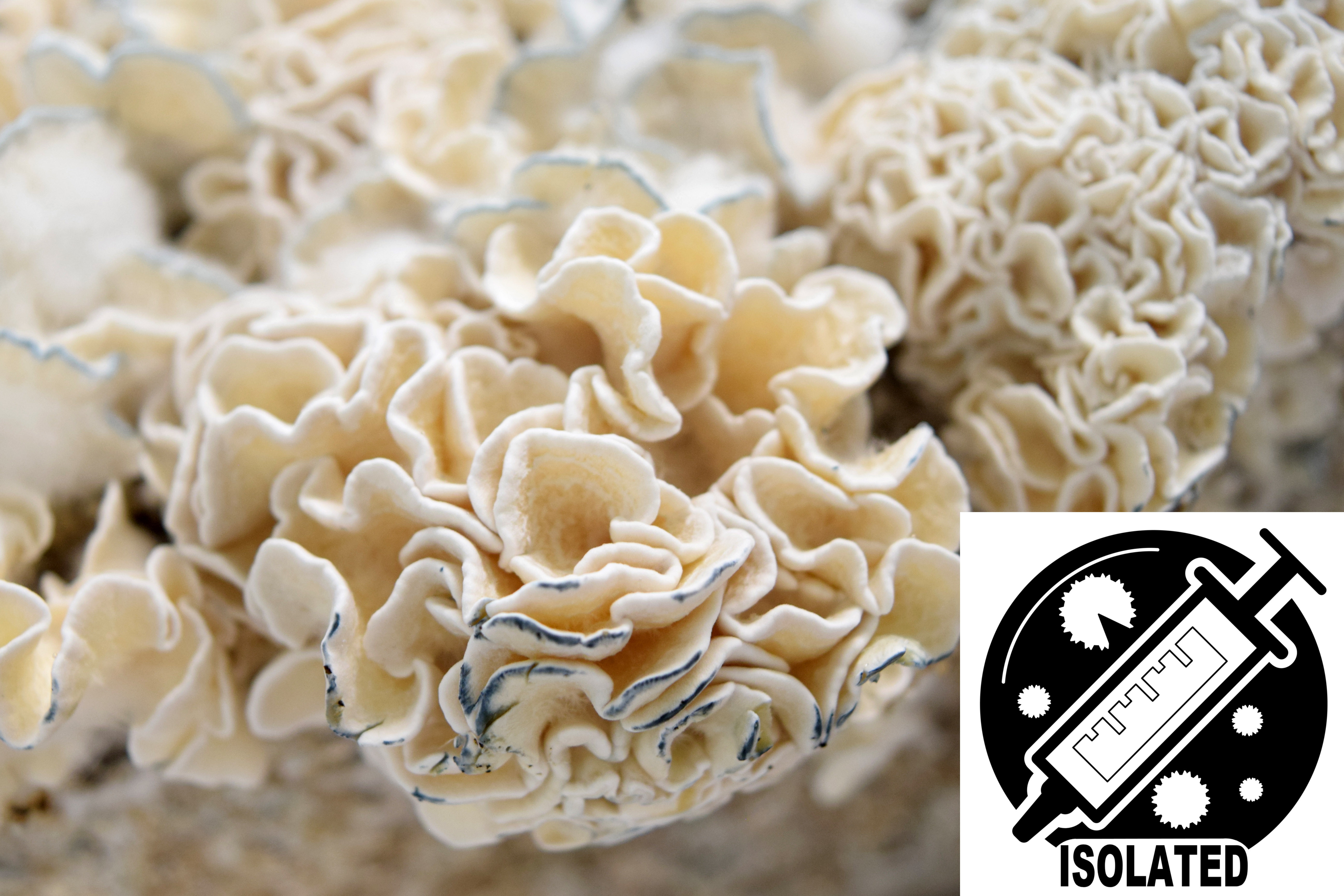 Psilocybe cubensis : Enigma Spore Isolate Syringe