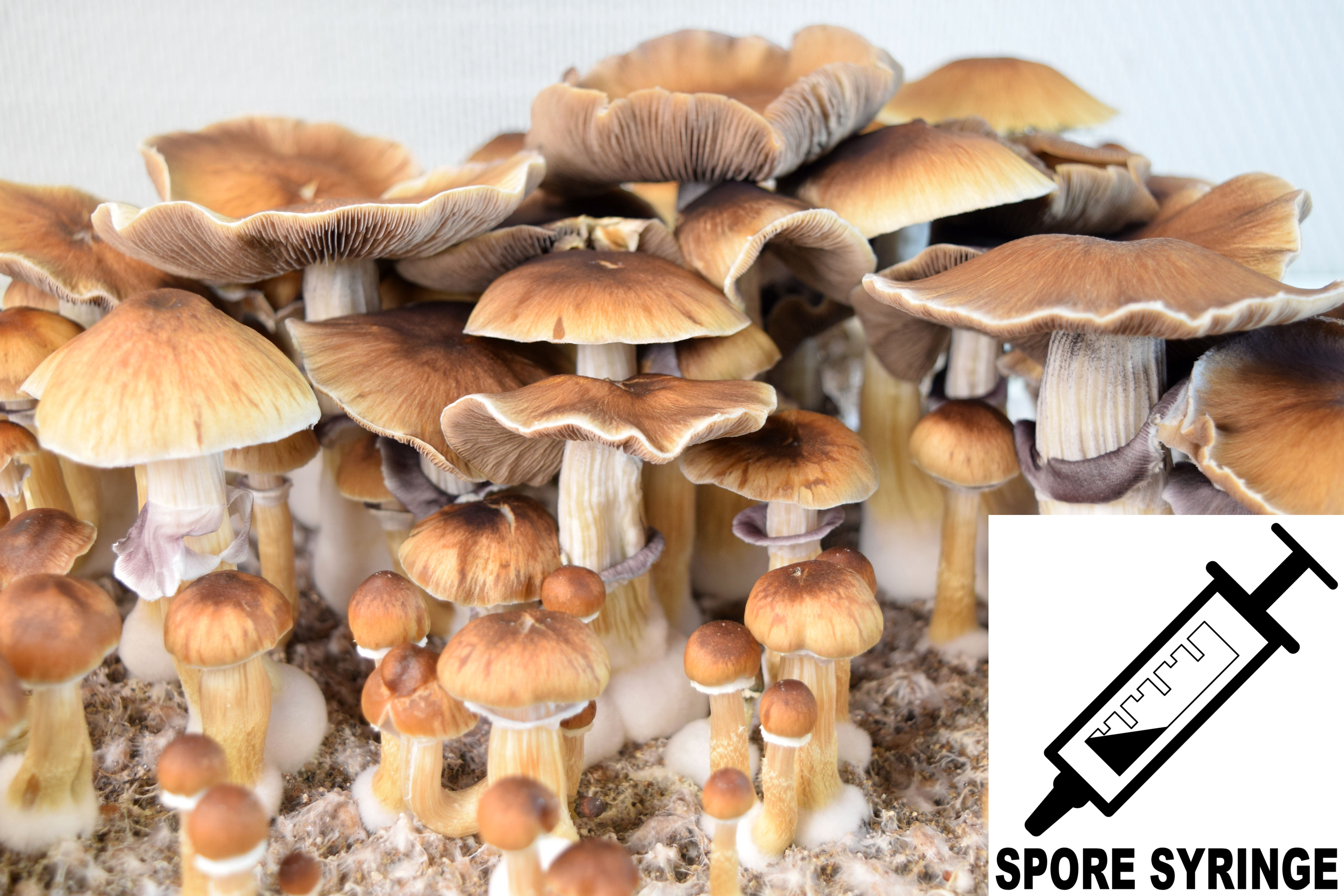 Psilocybe cubensis : Burma Spore Syringe (MS) Psilocybe cubensis : Burma Spore Syringe (MS)