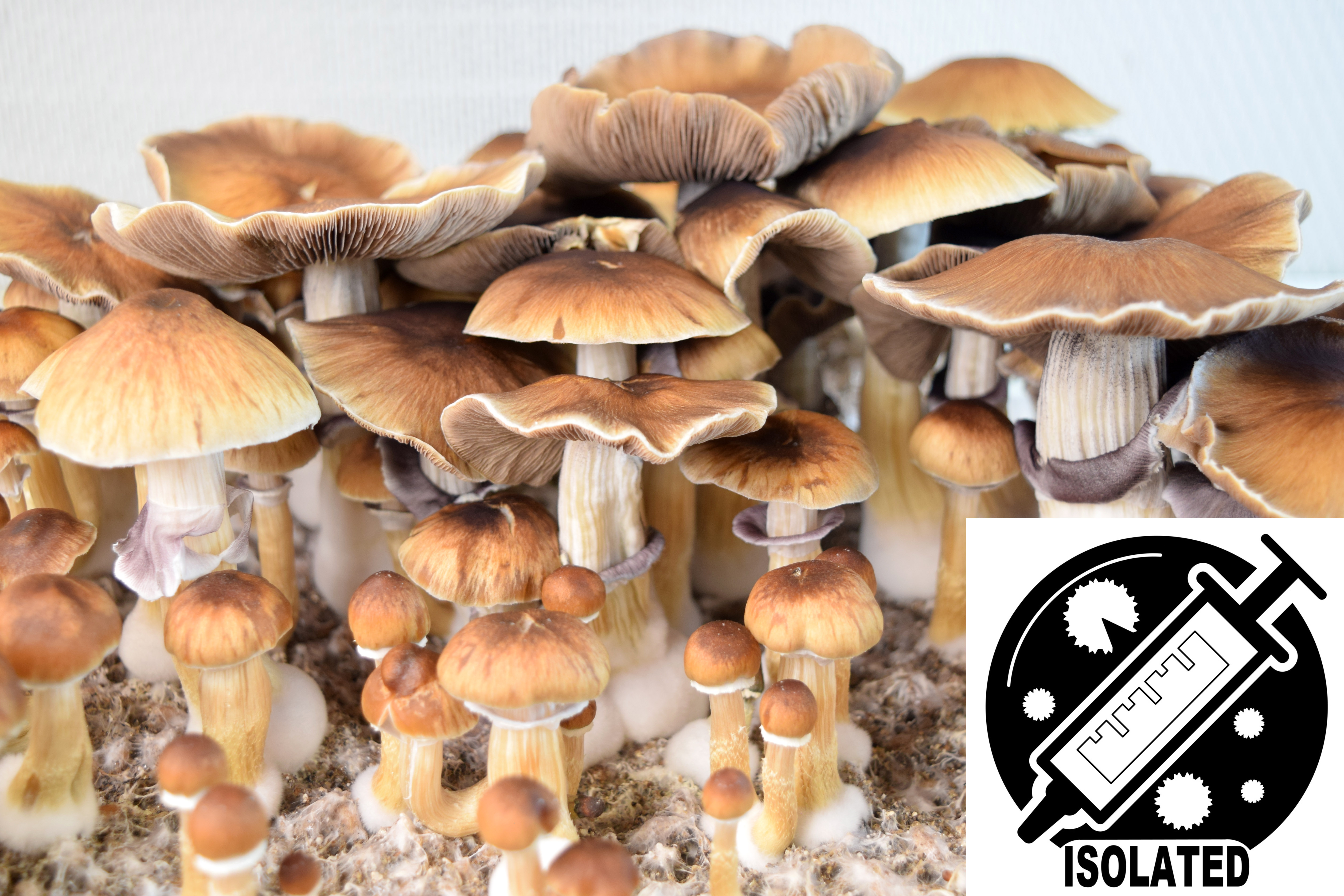 Psilocybe cubensis : Burma Spore Isolate Syringe
