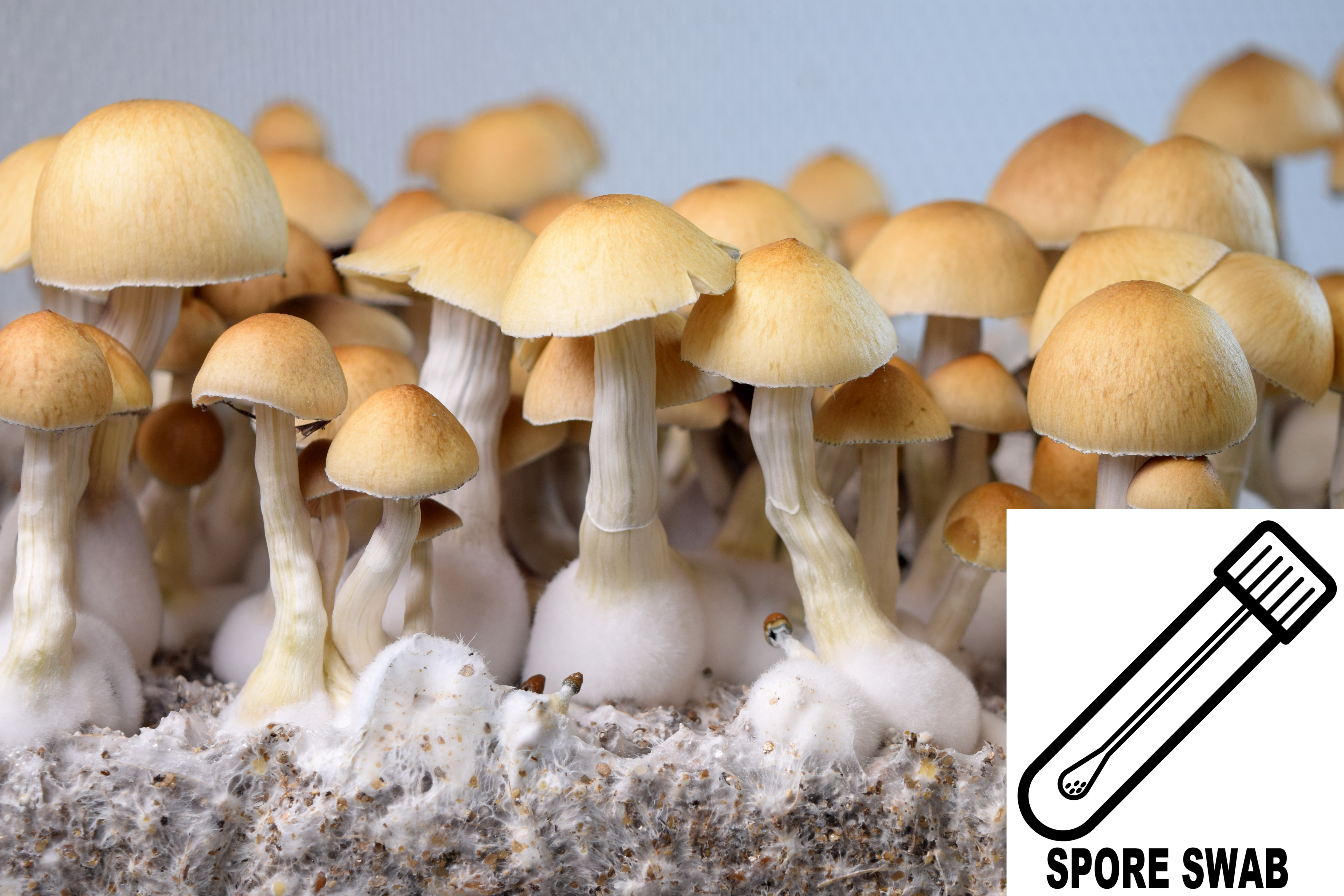Psilocybe cubensis : Dimple Cap Spore Swab Psilocybe cubensis : Dimple Cap Spore Swab