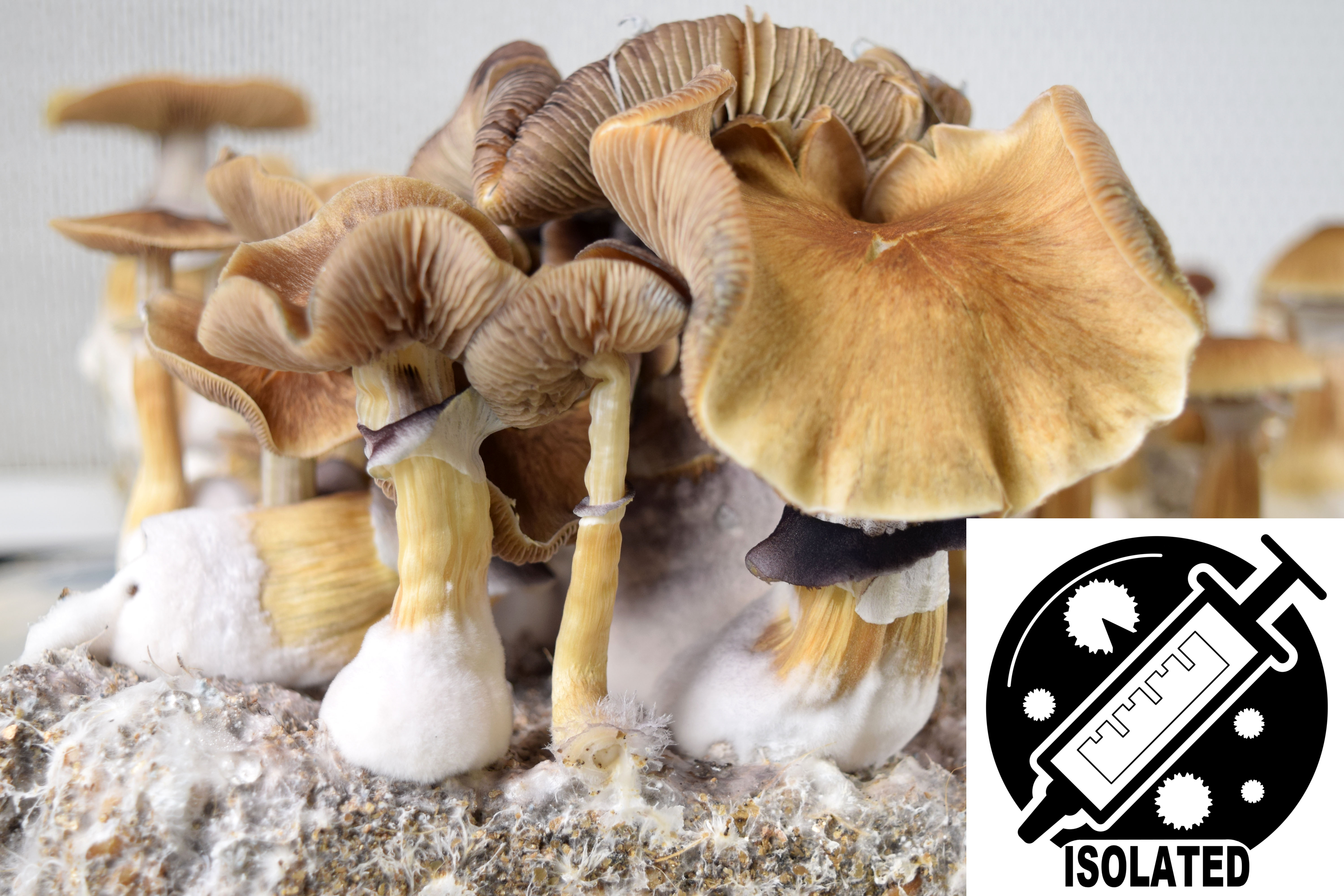 Psilocybe cubensis : Jedi Mind Fuck Spore Isolate Syringe