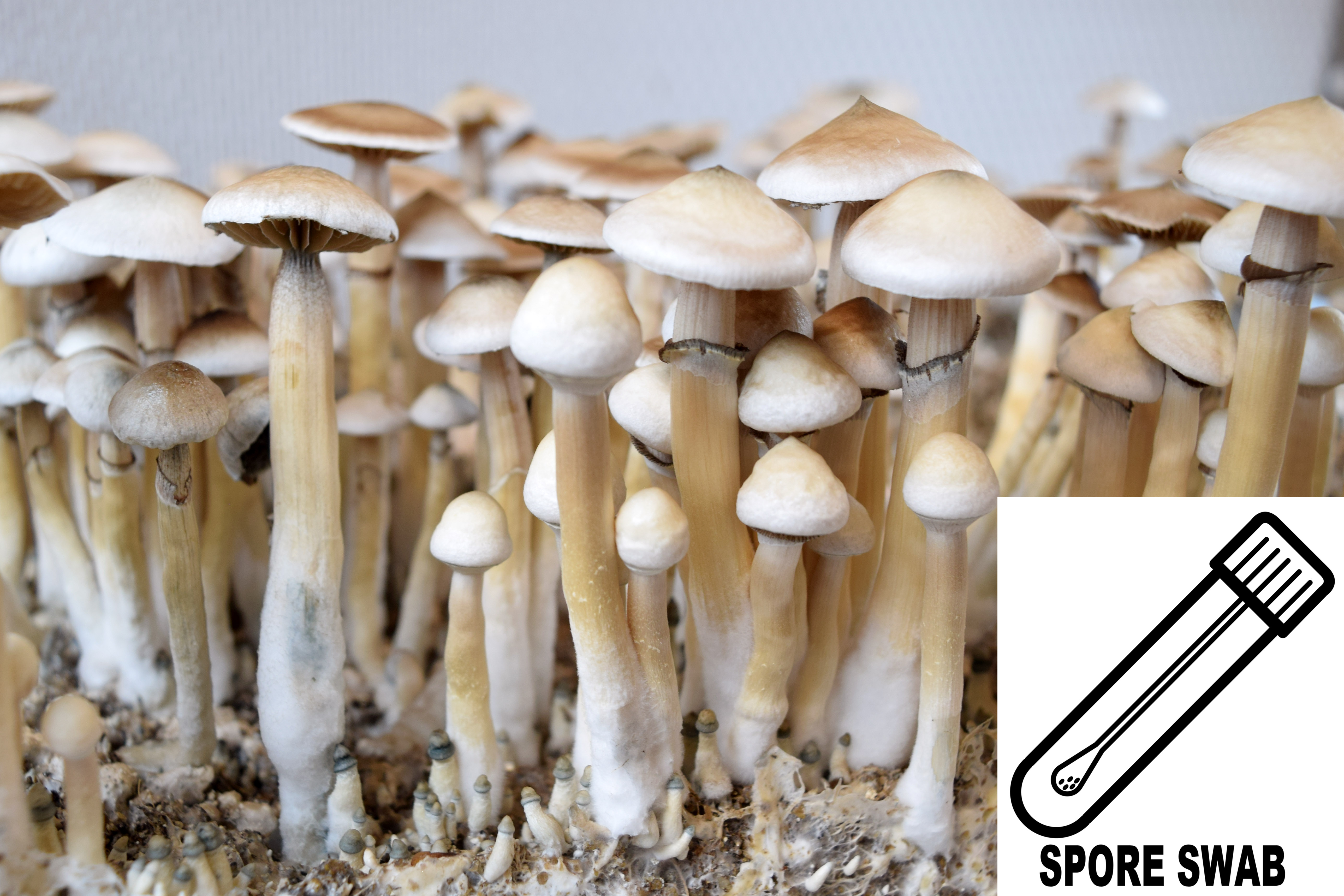 Psilocybe cubensis : Rusty Whyte Spore Swab