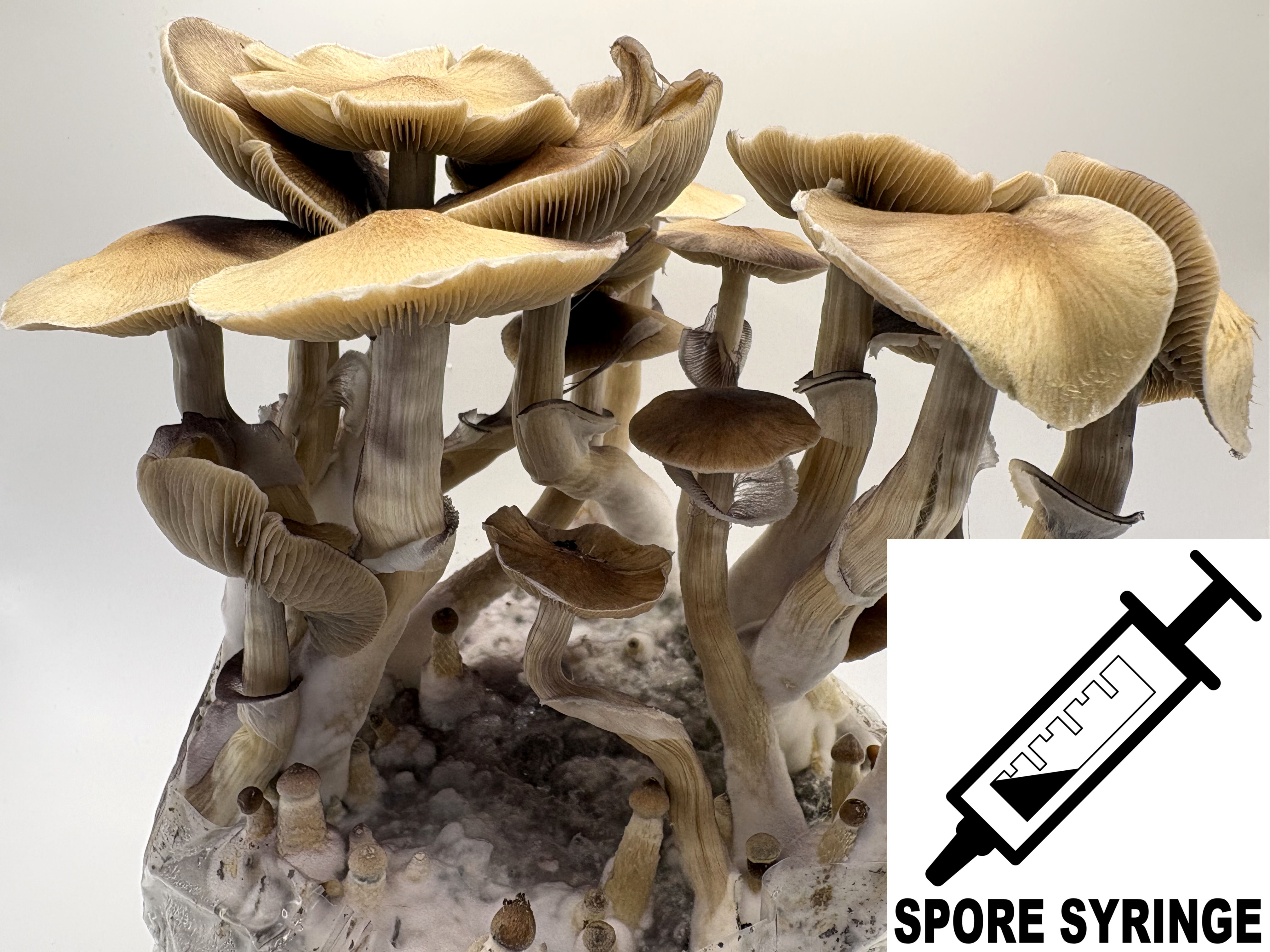MONTHLY FEATURE: Ps. cubensis : Syzygy Spore Syringe (MS)