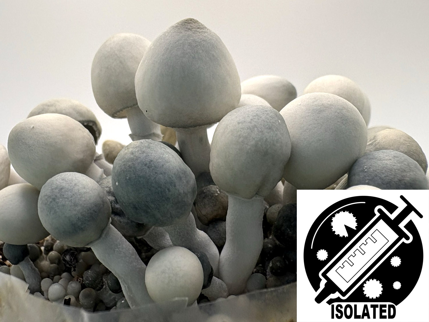 Psilocybe cubensis : True Albino Teacher TAT Spore Isolate Syringe