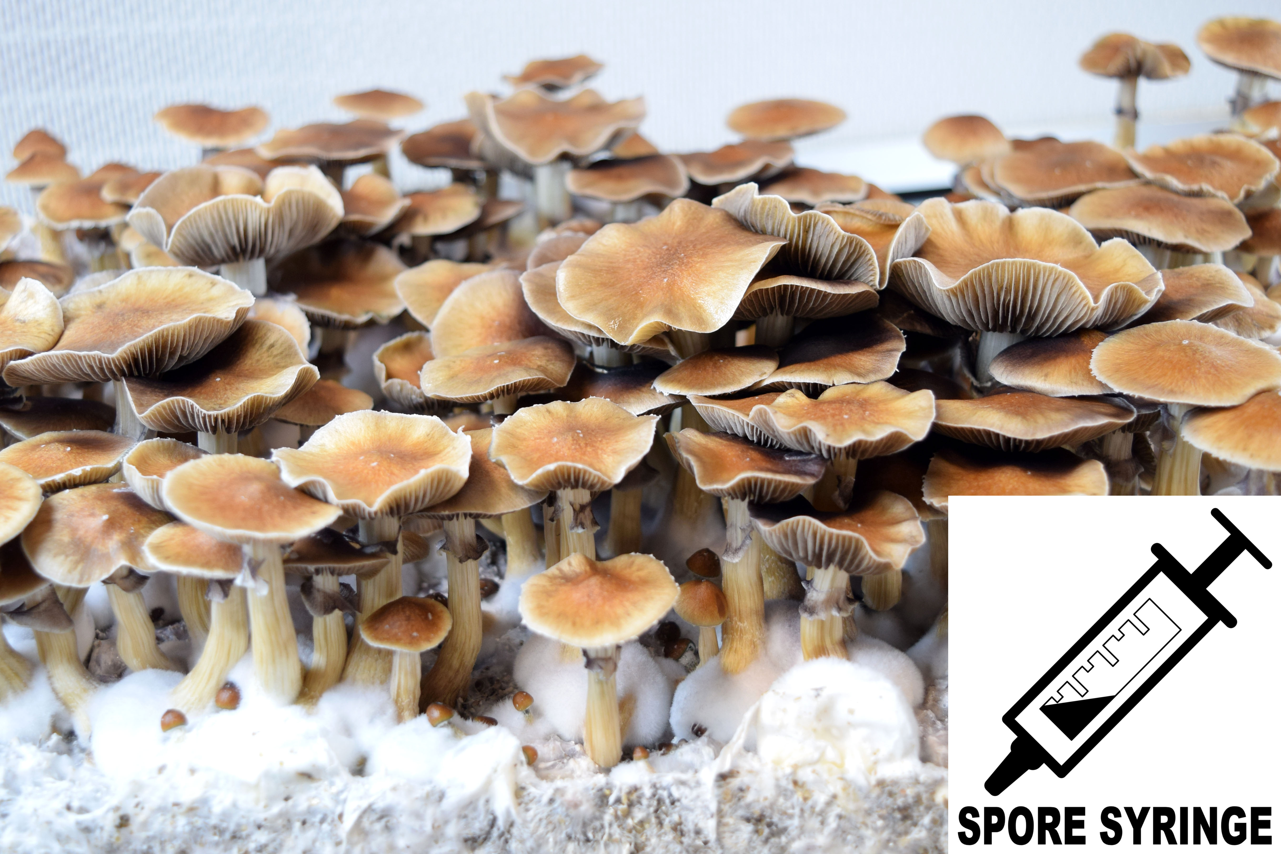 Psilocybe cubensis : Escondido Spore Syringe Psilocybe cubensis : Escondido Spore Syringe