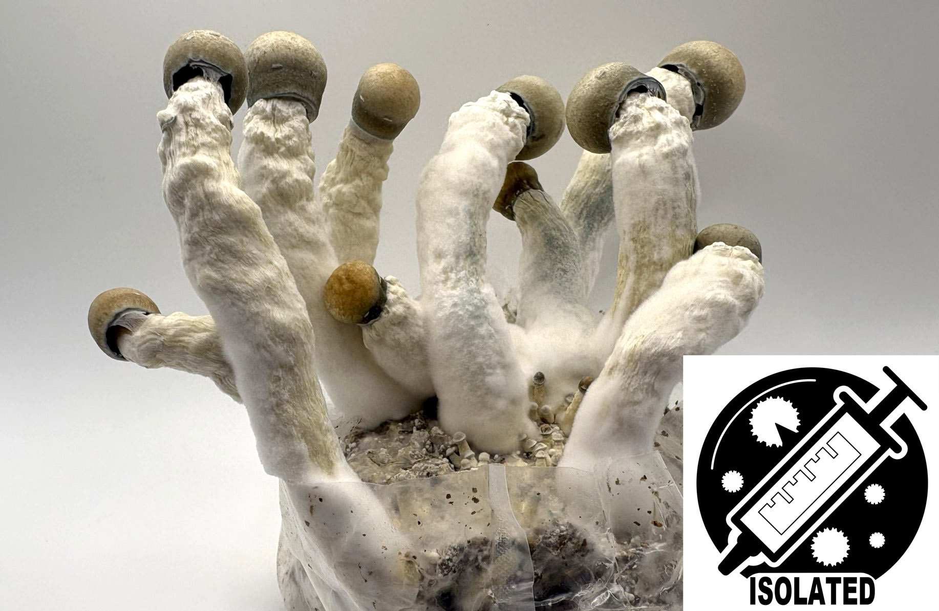 Psilocybe cubensis : Melmac Spore Isolate Syringe Psilocybe cubensis : Melmac Spore Isolate Syringe