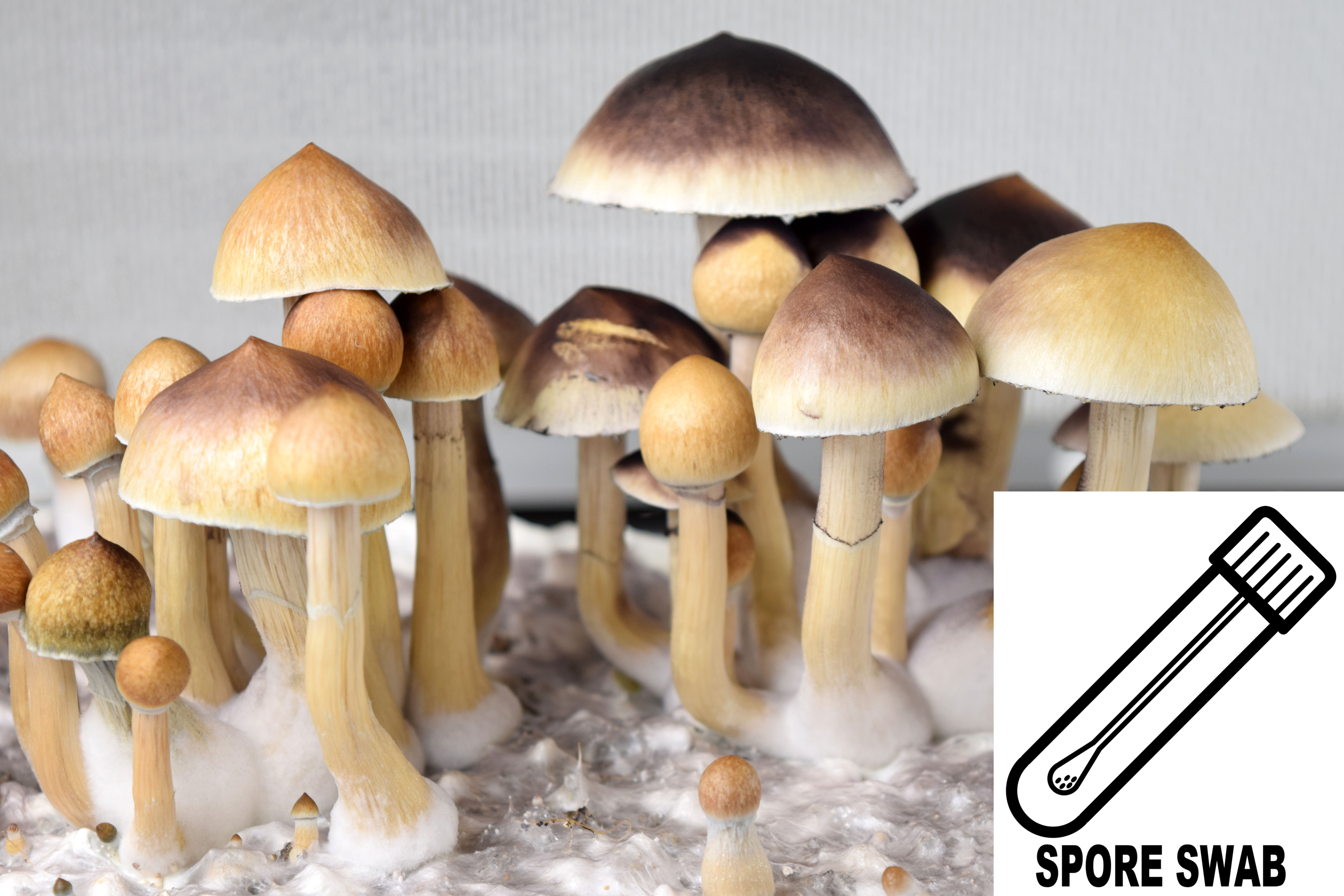 Psilocybe cubensis : Purple Mystic Spore Swab