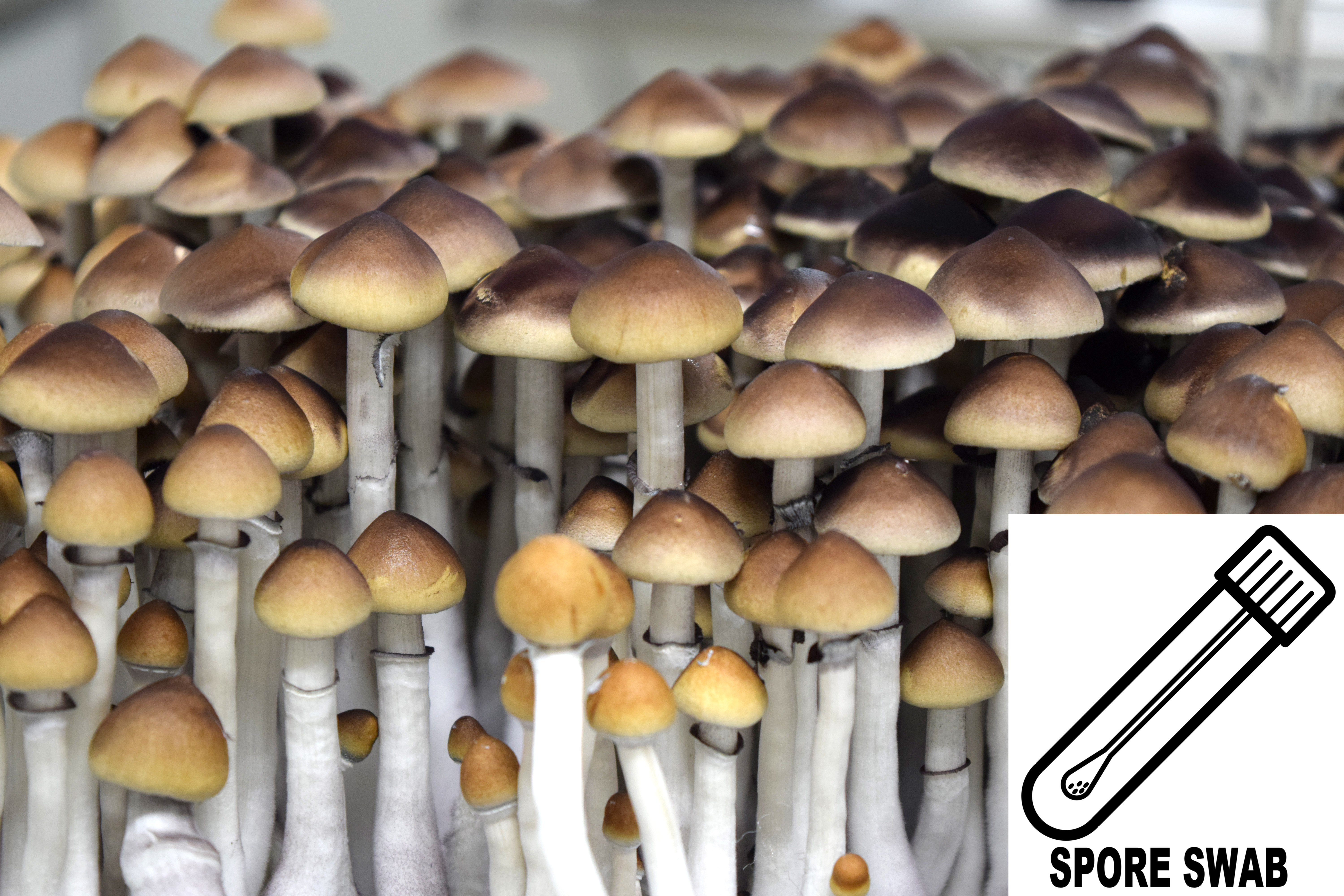 Psilocybe cubensis : A Strain Spore Swab