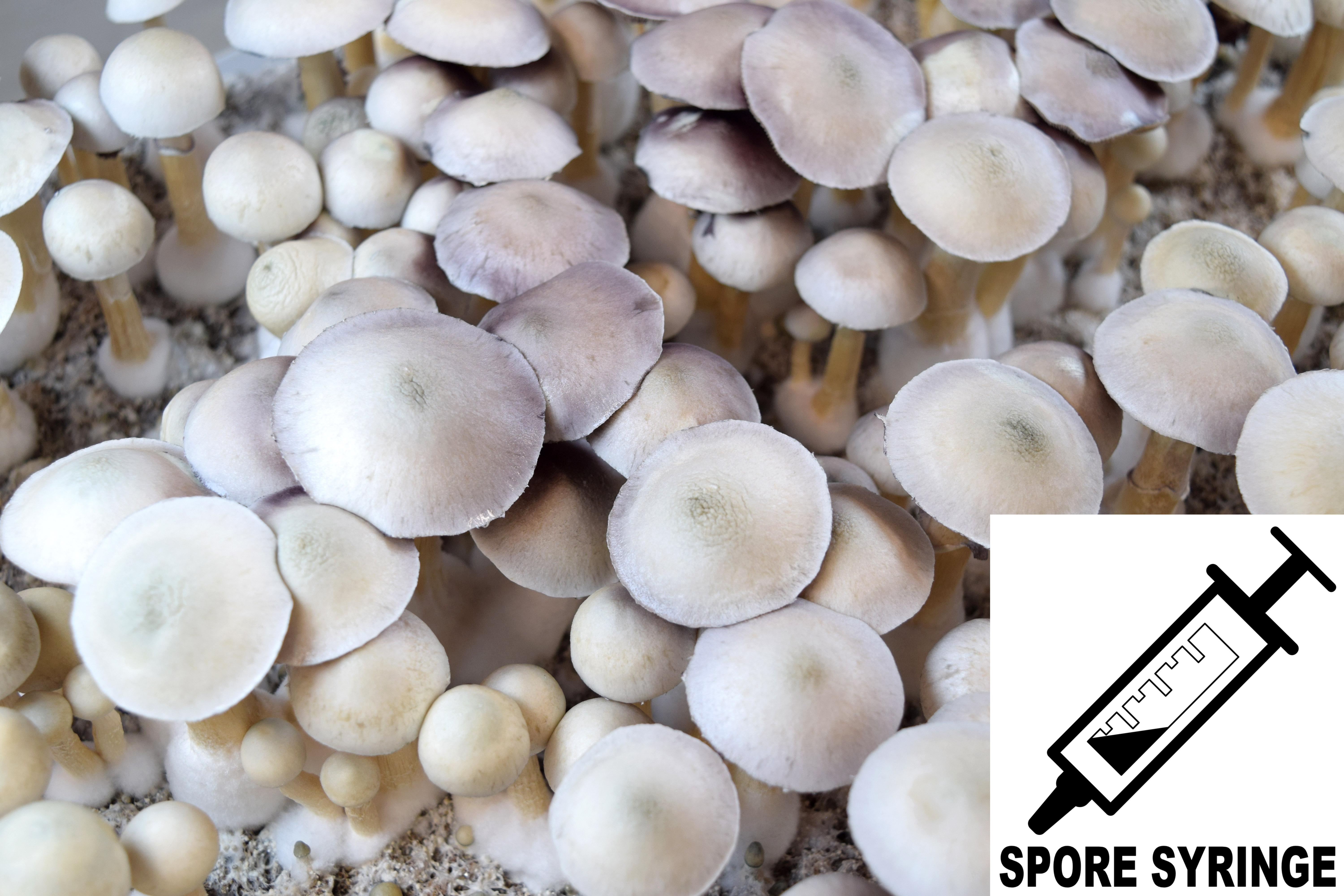 Psilocybe cubensis : Albino (Leucistic) A+ Spore Syringe (MS) Psilocybe cubensis : Albino (Leucistic) A+ Spore Syringe (MS)