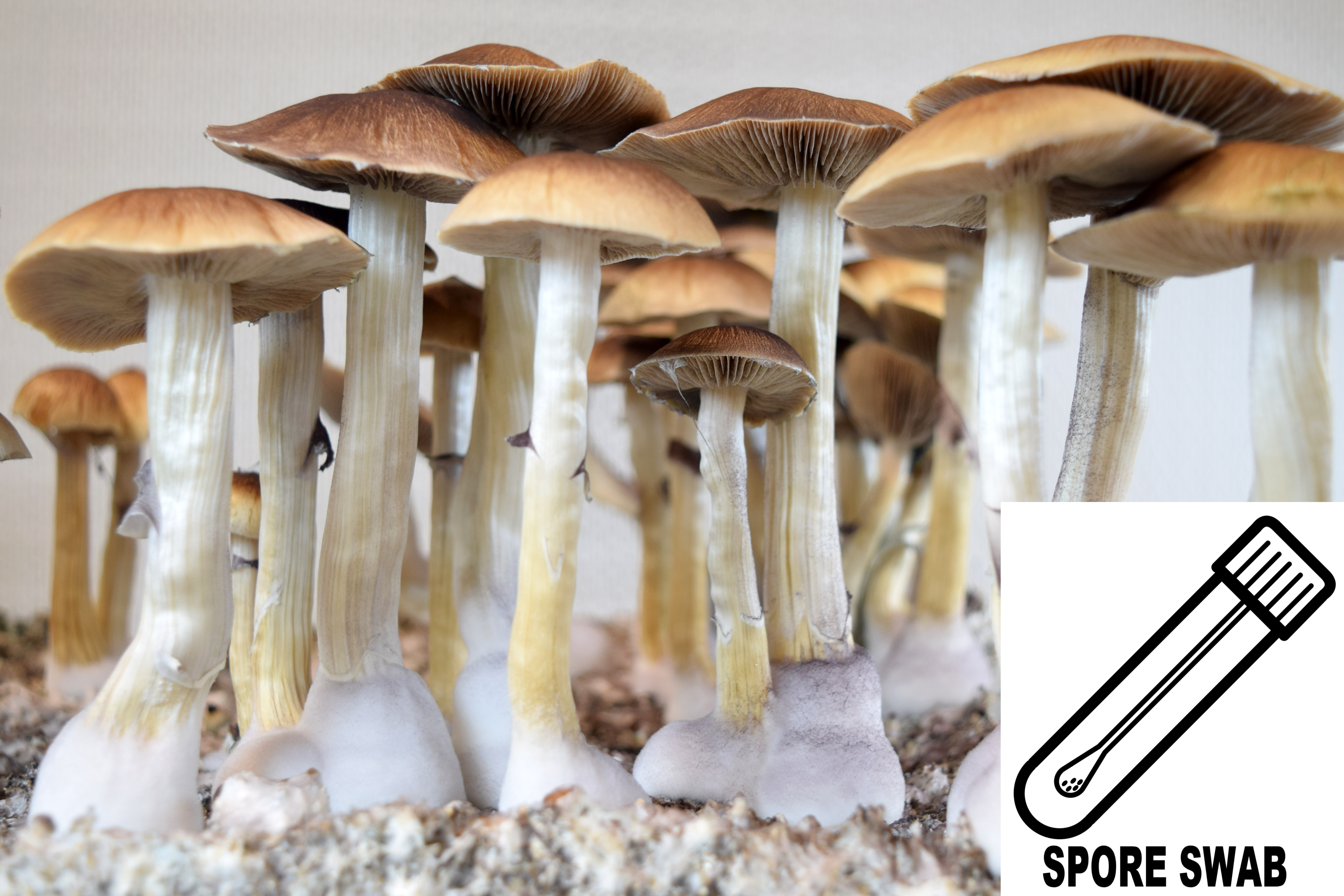 Psilocybe cubensis : Argentina Spore Swab